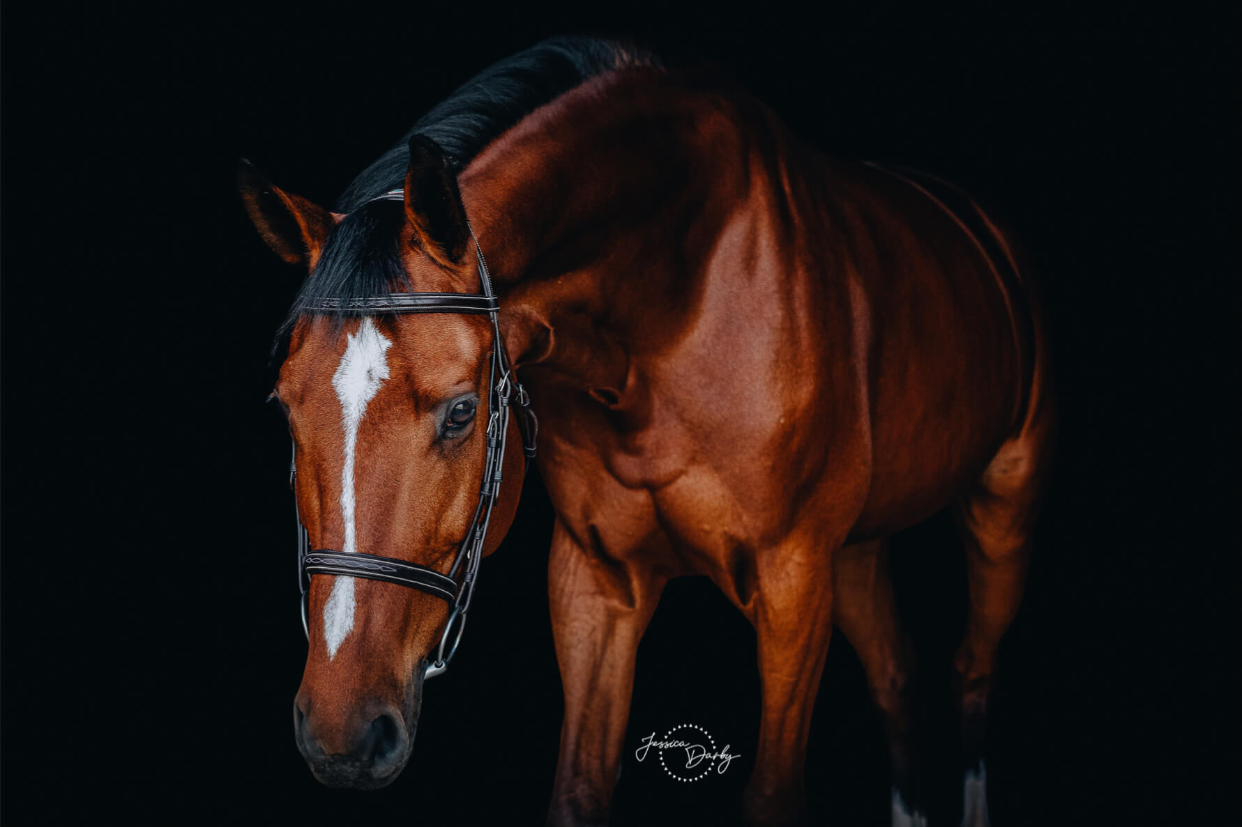 Famiebur B “Amy” | Equine Fine Art | Bluegate Farm, Dousman, WI