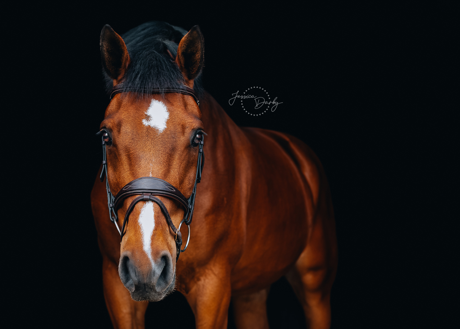 Emil Du Coeur D’Or Z | Equine Fine Art Portraits | Bluegate Farm, Dousman, WI