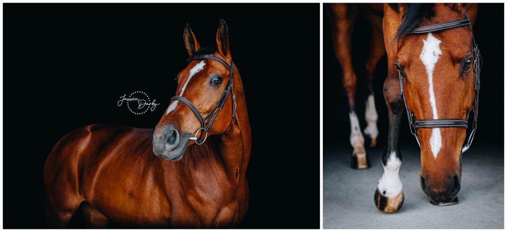 Equine fine art portrait of dutch warmblood horse