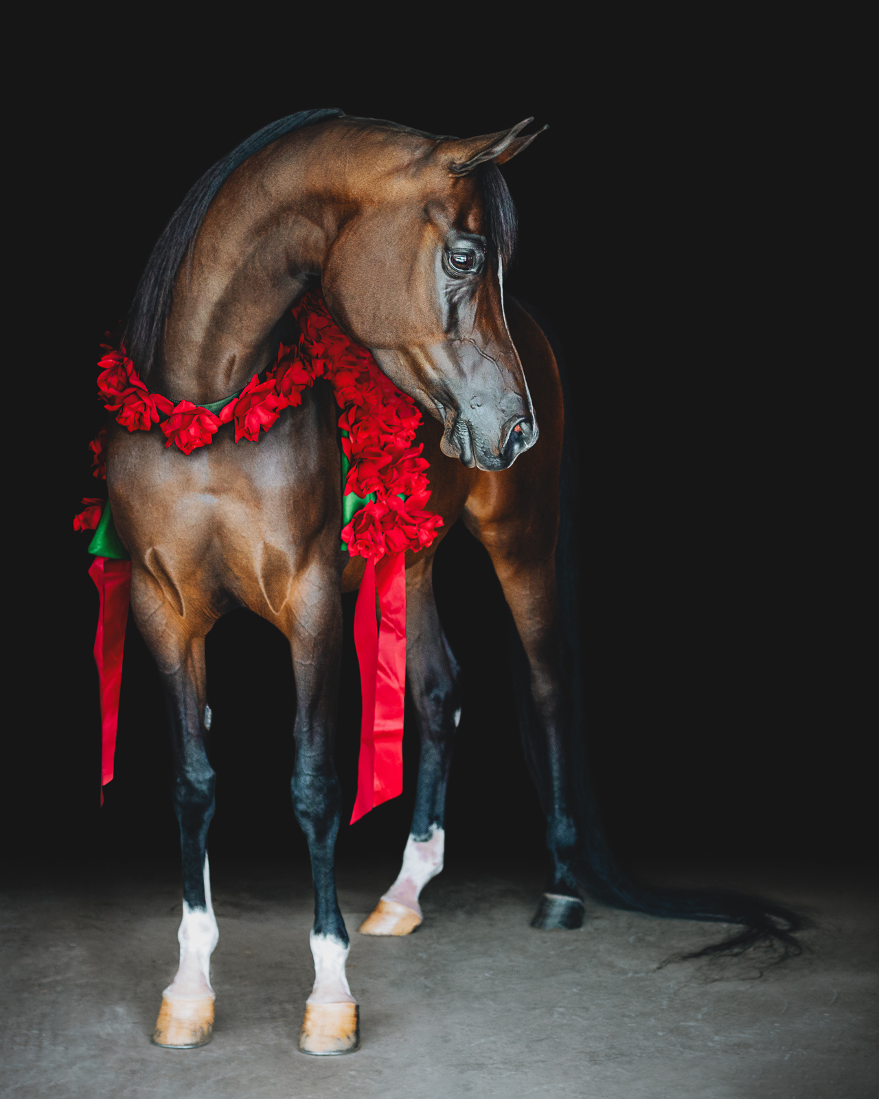 arabain horse standing with blanket of roses