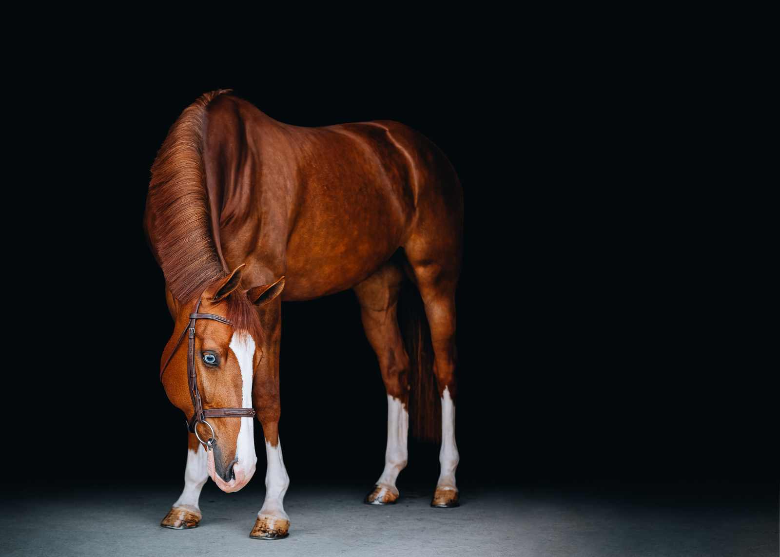 Hicksteads Curtain Call | Equine Fine Art Portraits | Dousman, WI