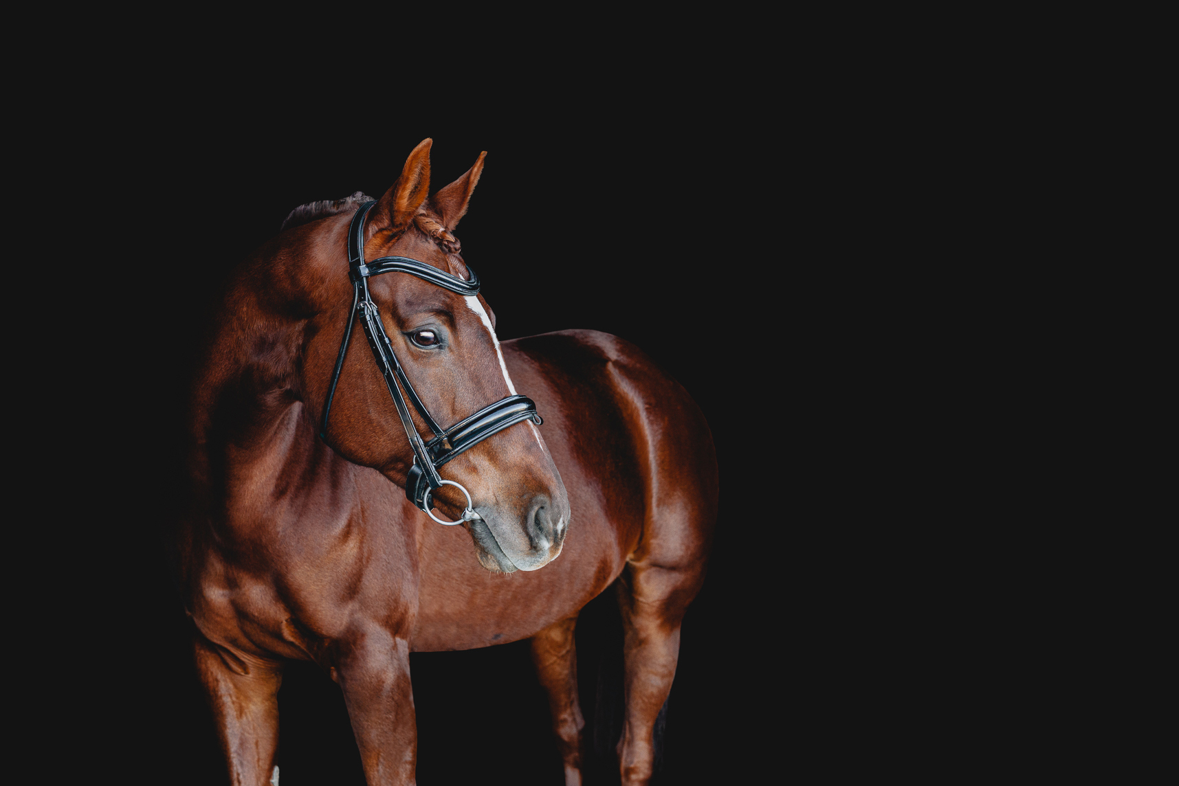 chestnut horse against black background