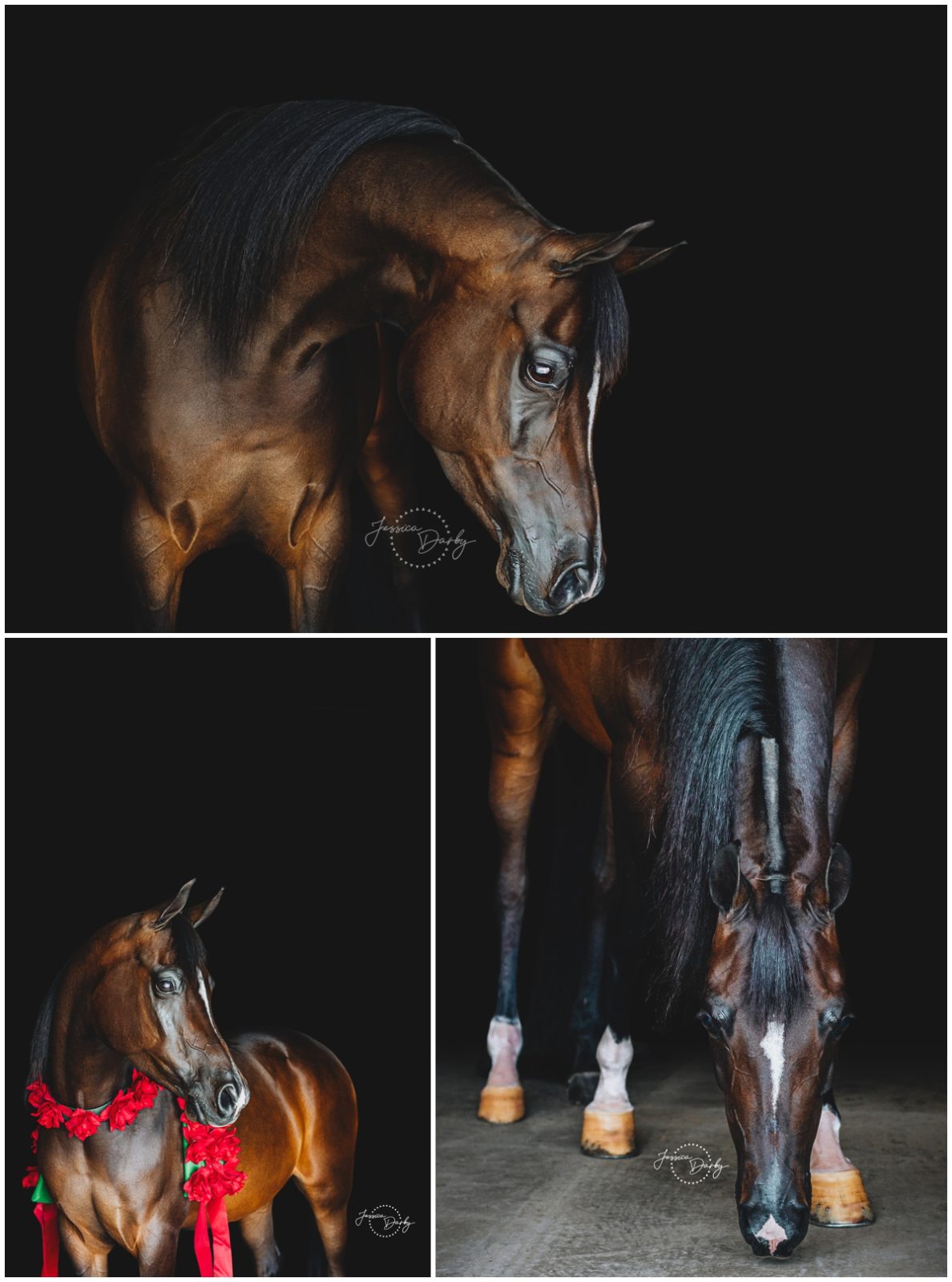 Equine Fine Art Portrats of Arabian Horse with Rosettes