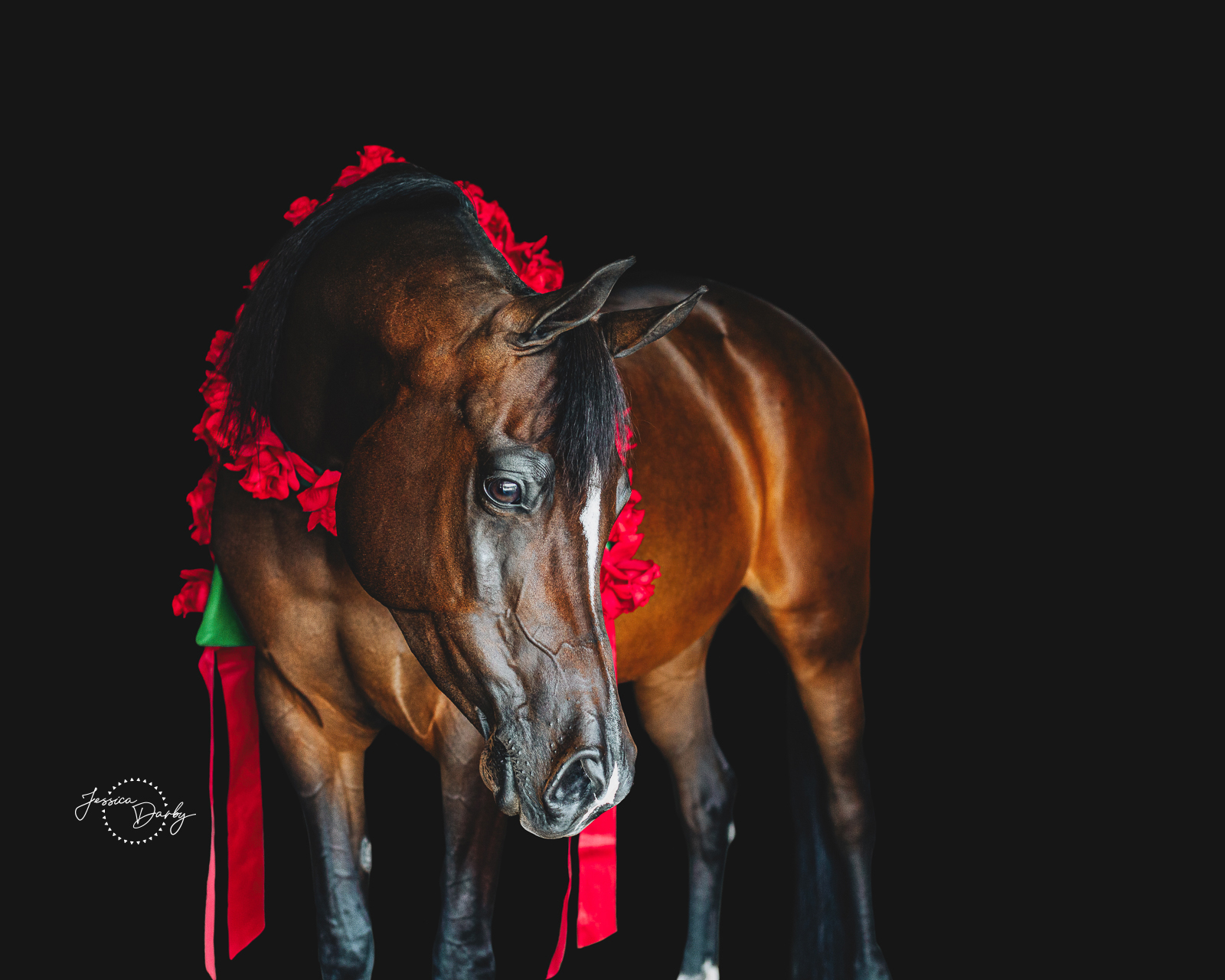 Equine Fine Art Portrats of Arabian Horse with Rosettes