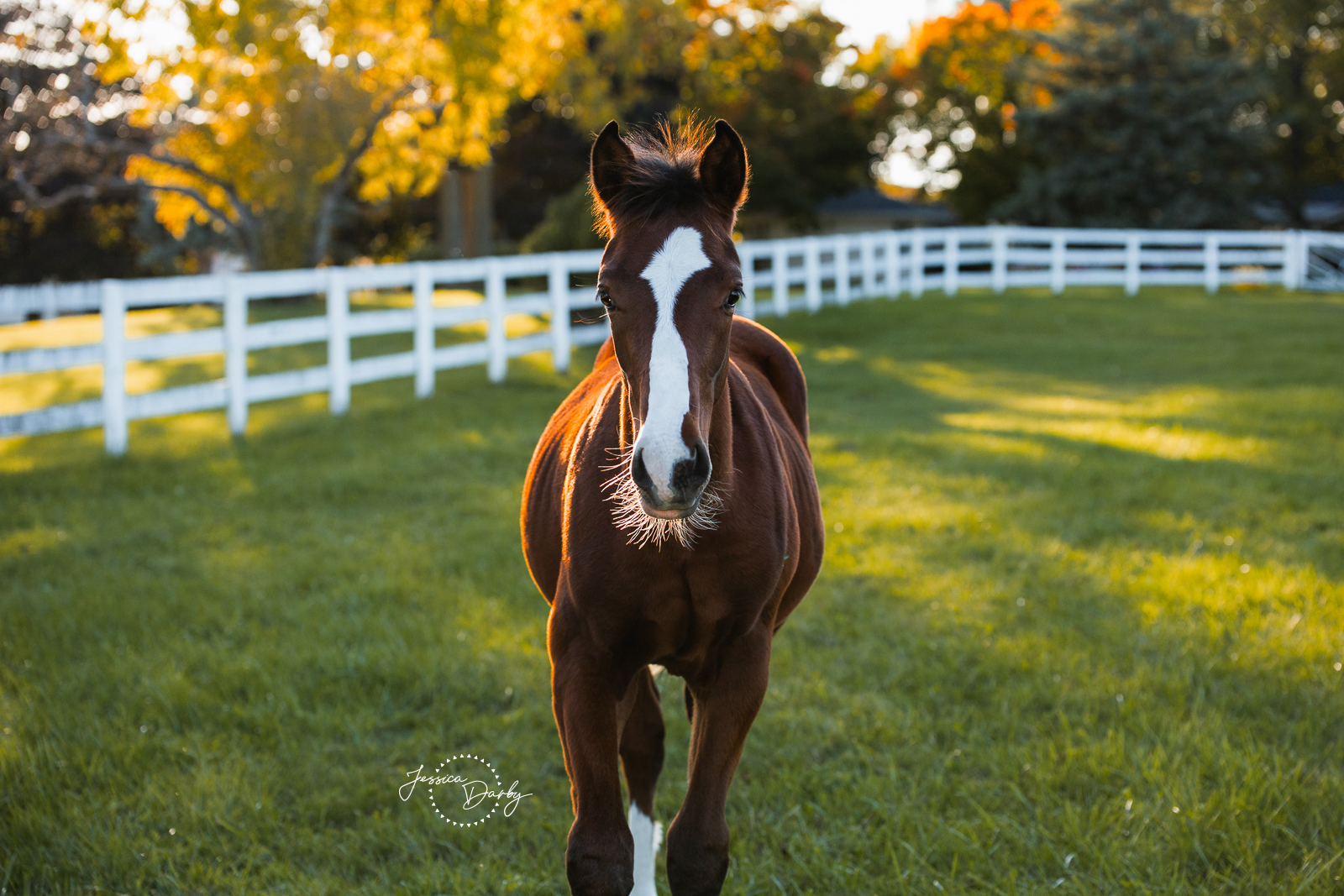 Tallboy (“Loki”) | Equine Liberty + Black Background Portraits | Tapestry Farm | Bristol, WI