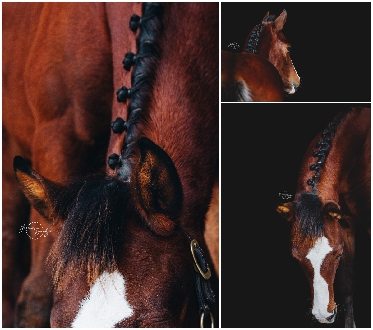 Weanling colt fine art black background portraits