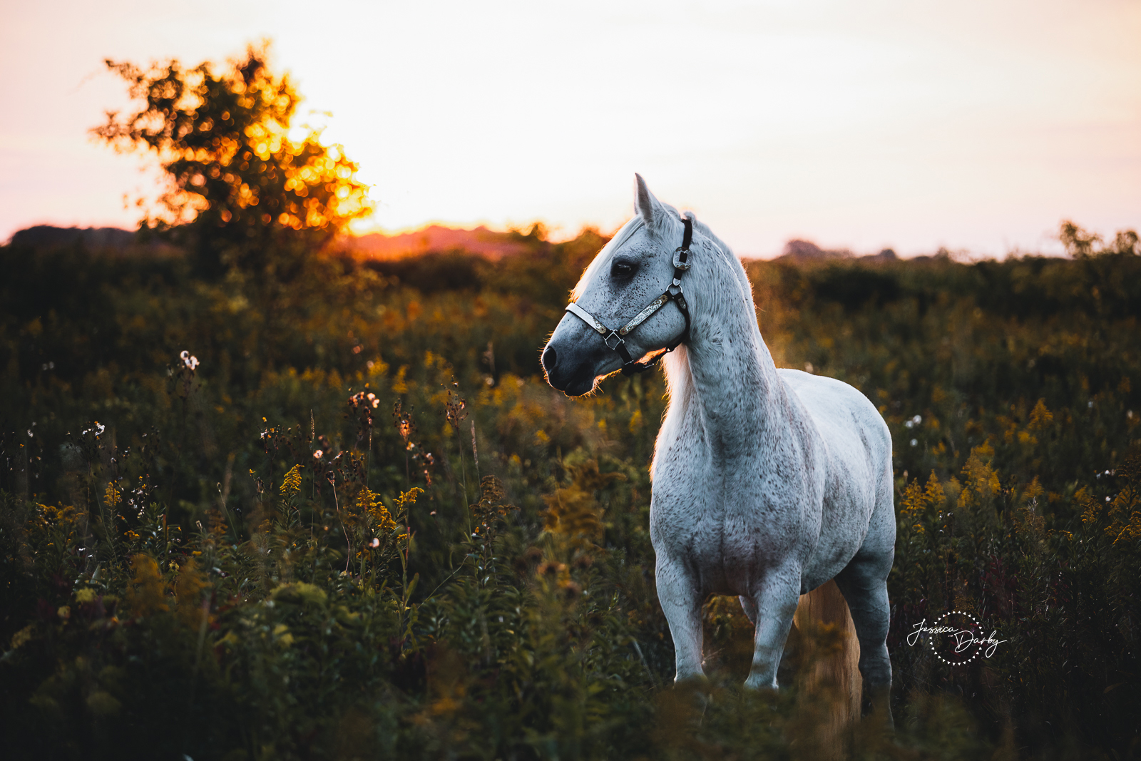 A.T. Mischief Magic | Equine Liberty Portraits | Elkhorn, WI