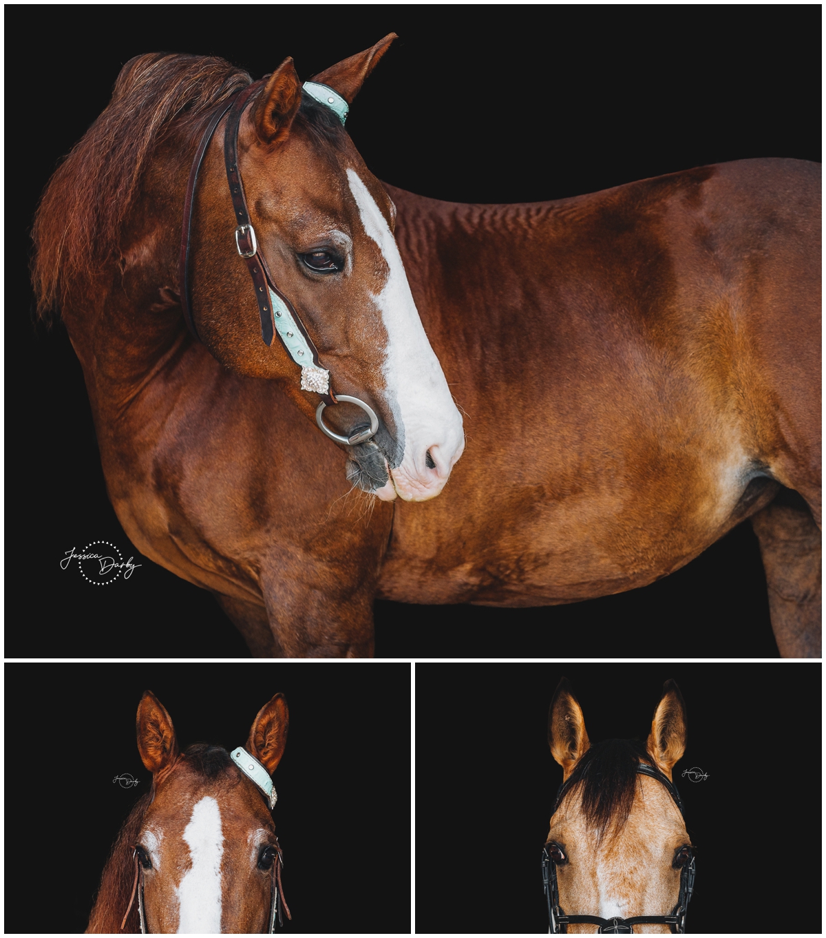 Fine art portrait of Bashkir Curly Chestnut Mare