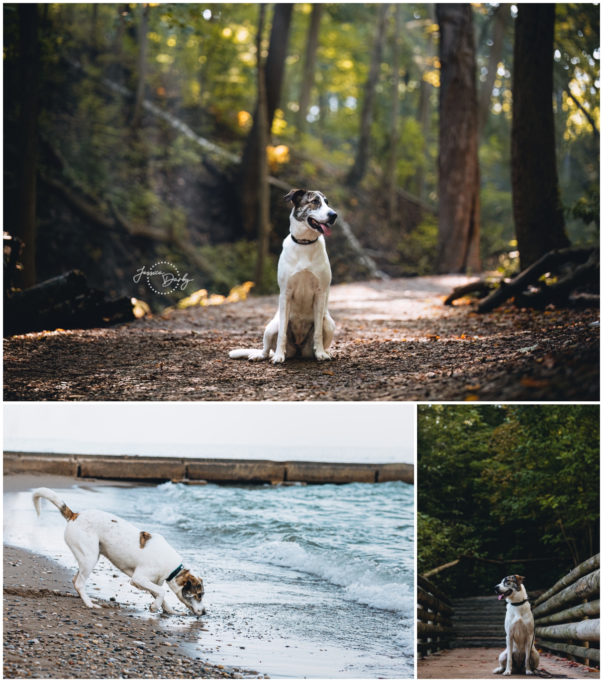 dog portraits of a White and brindle in the forest on a trail