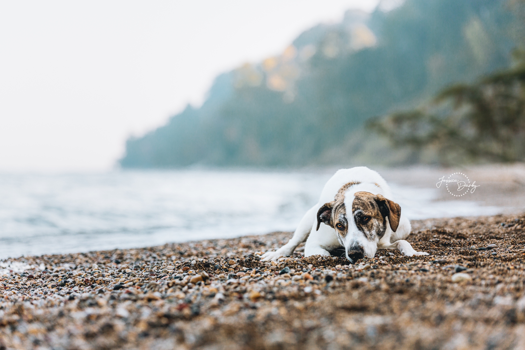 Kaylee | Dog Portraits | Seven Bridges Park, Milwaukee, WI