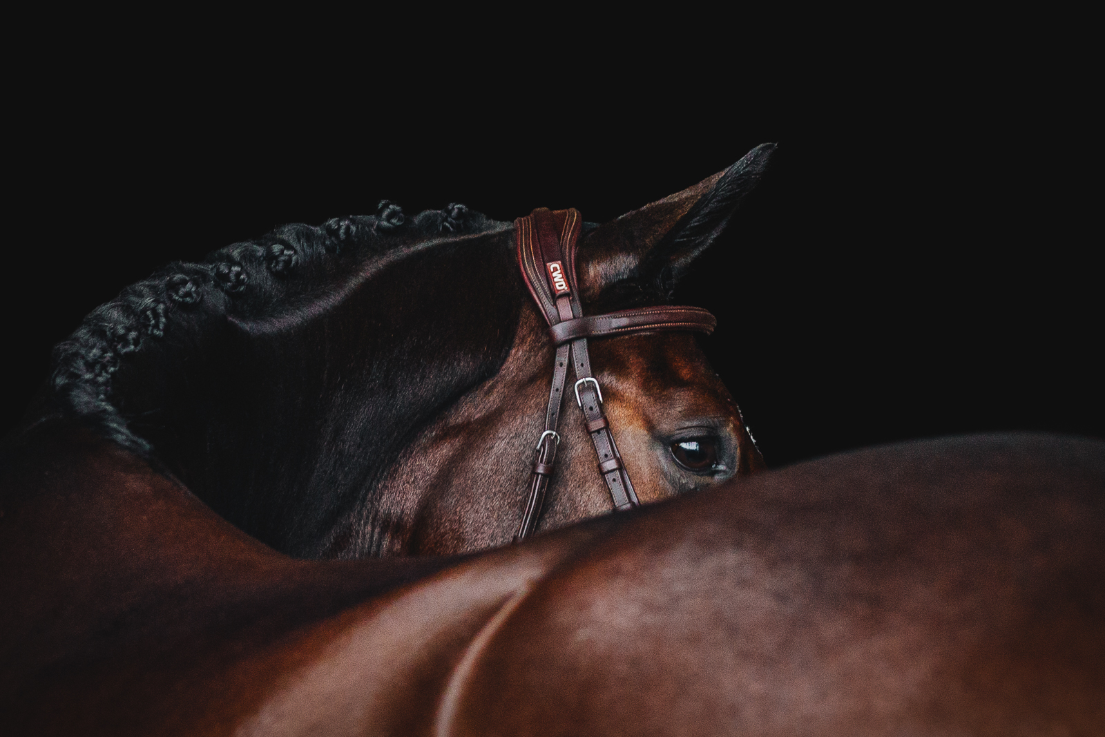Mallory + Hugo | Horse + Rider and Fine Art Portraits | KD Sport Horses, Watertown, WI
