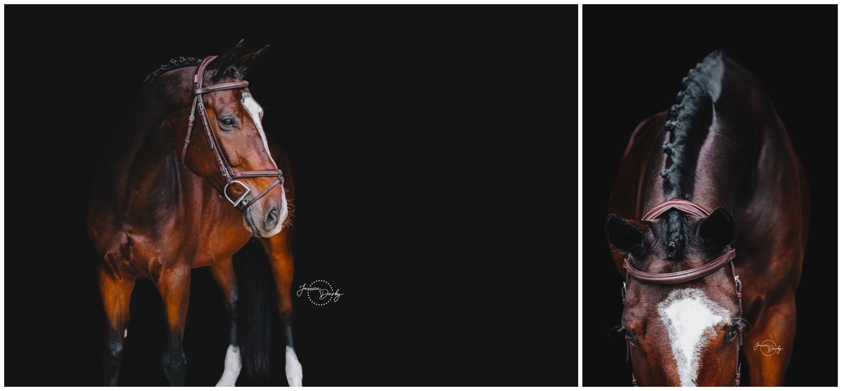 black background portraits of a bay warmblood horse