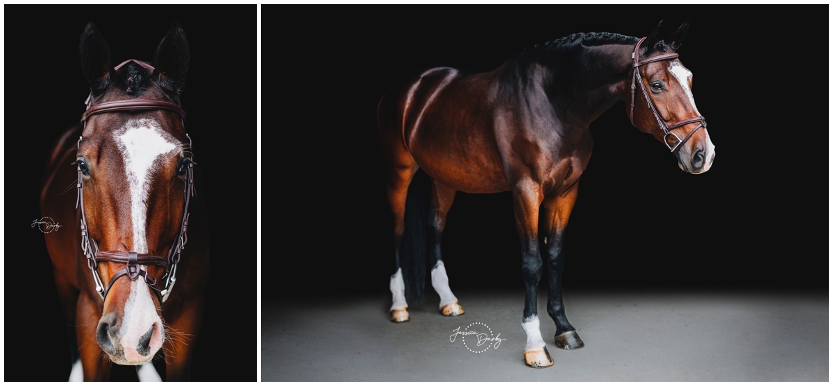 fine art portraits of a bay horse