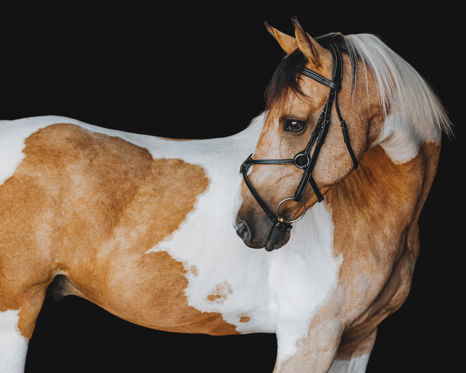 Toby & Faith | Equine Fine Art Portraits | Liberty Lane Stables, Elkhorn, WI