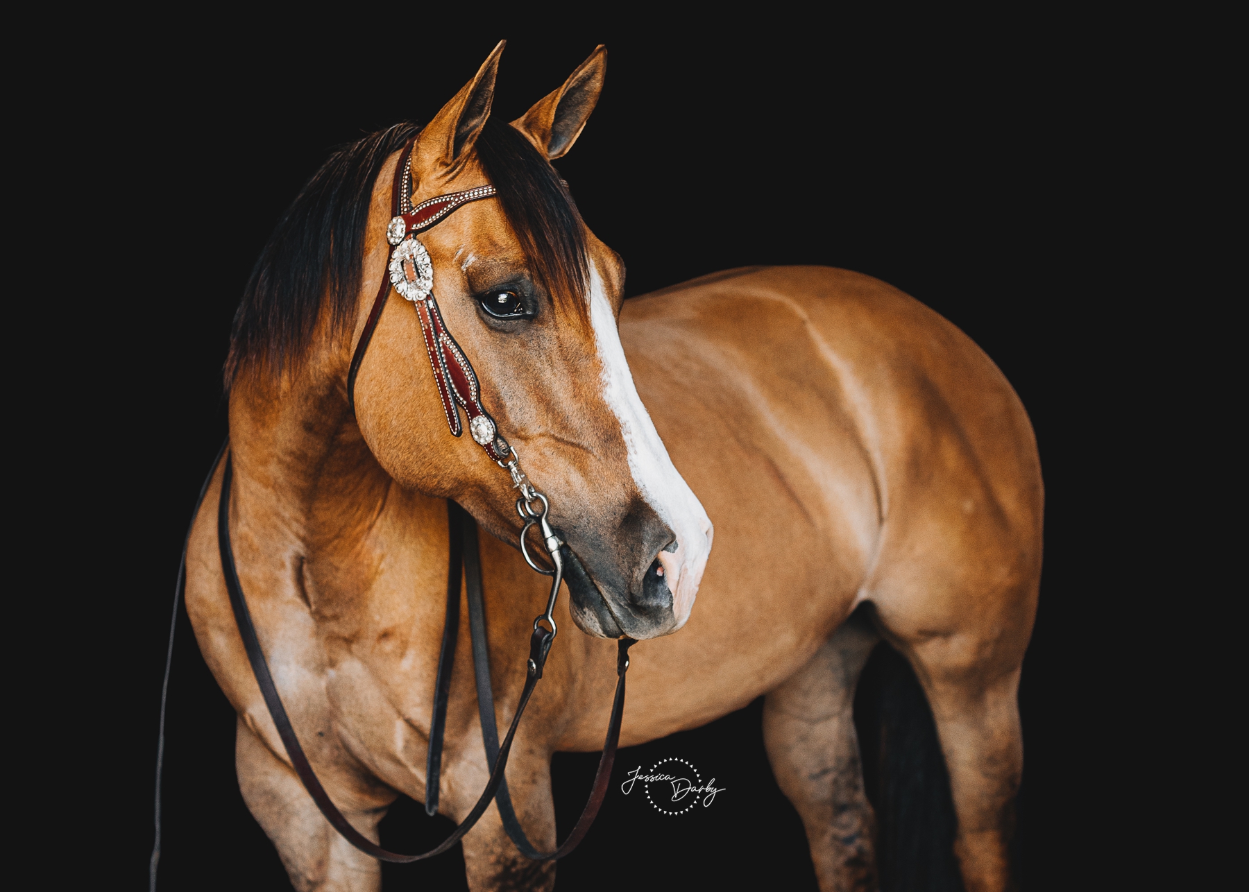 Breezie | Buckskin Black Background Fine Art Portraits | Caledonia, WI
