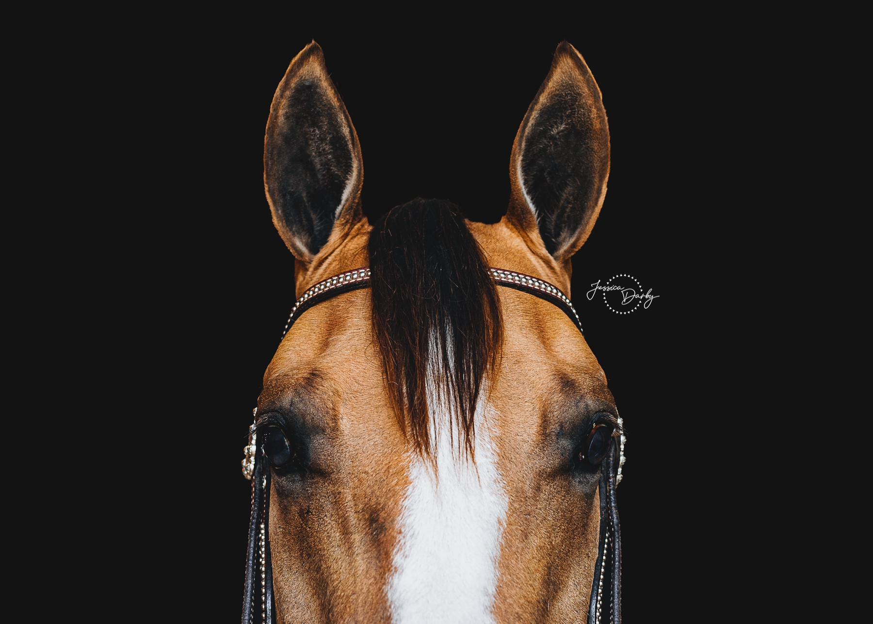 Close-up fine art portrait of Breezie the buckskin from between her ears, showing her forelock, white blaze and silver browband on a black background