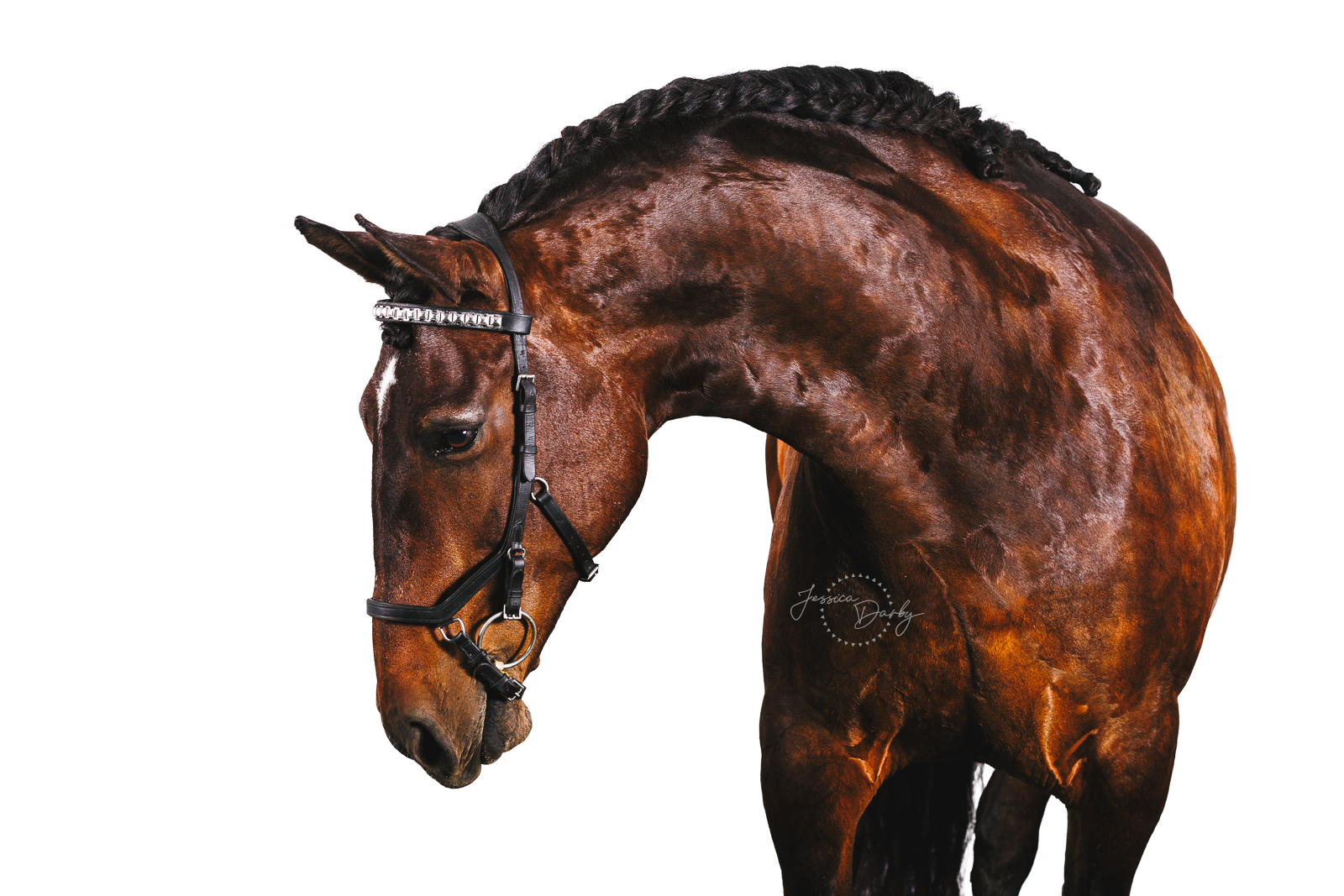 White Background Portrait of Dressage Horse at Festival of Champions