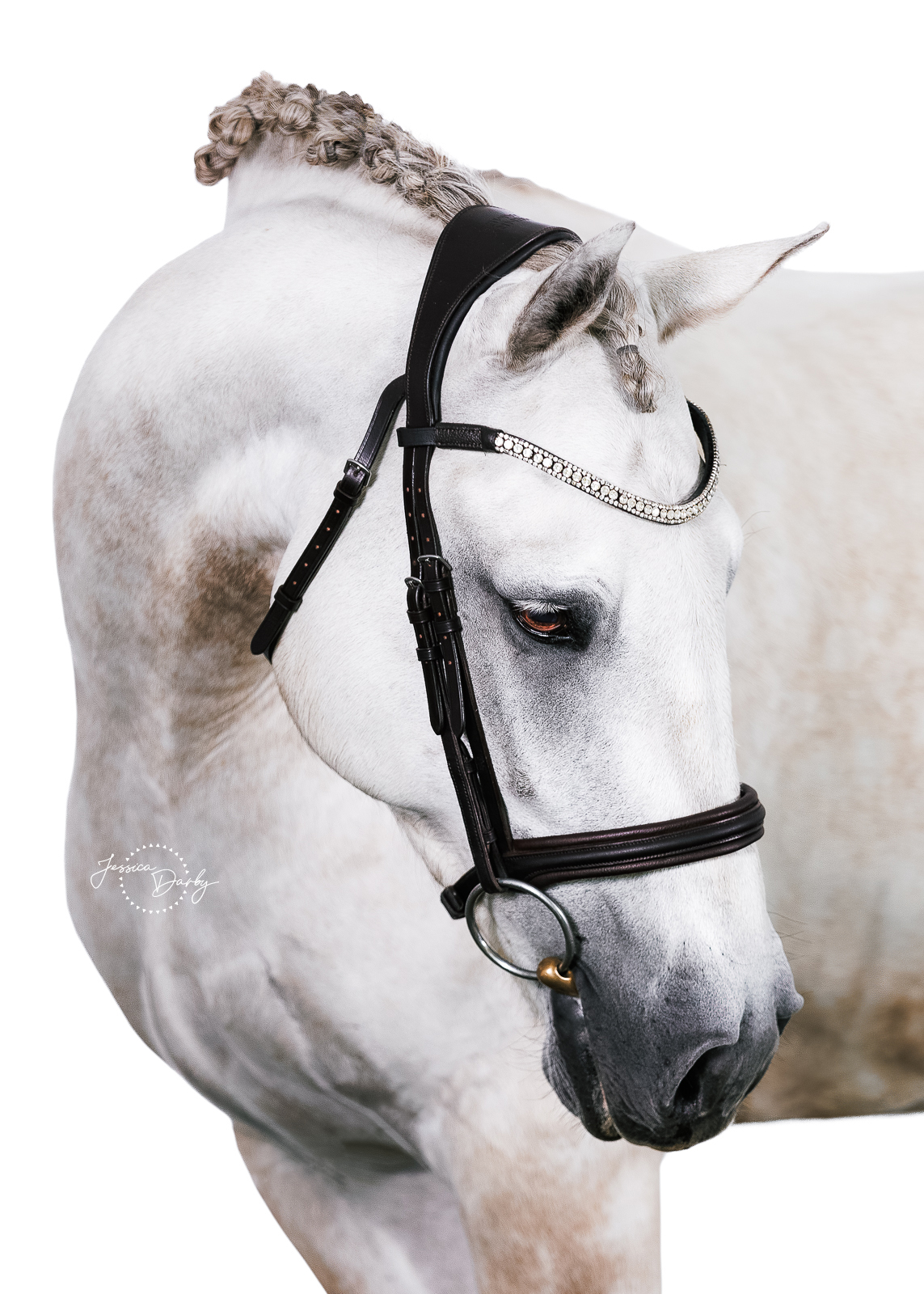 white background horse portrait