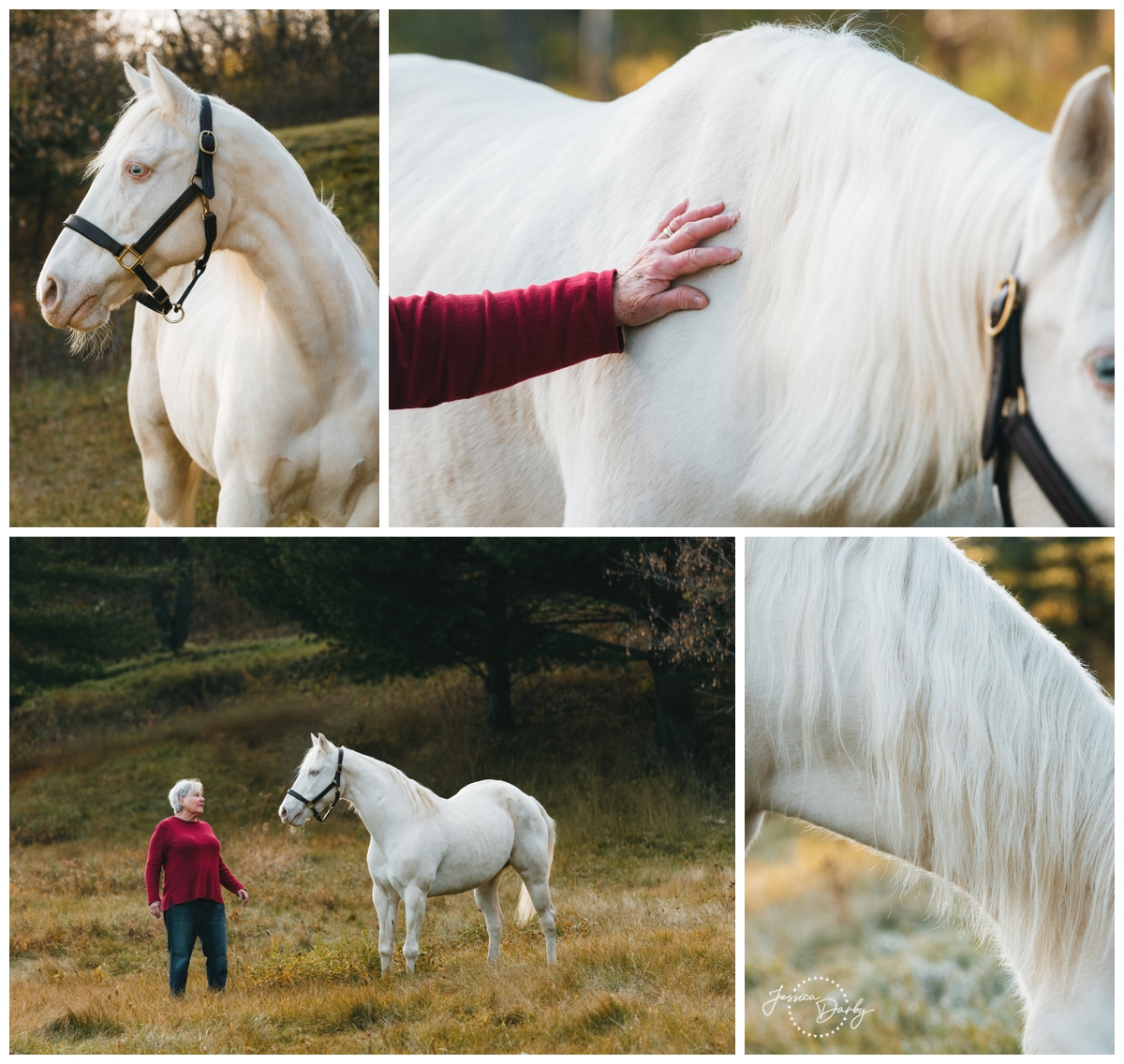 autumn portraits with a white horse
