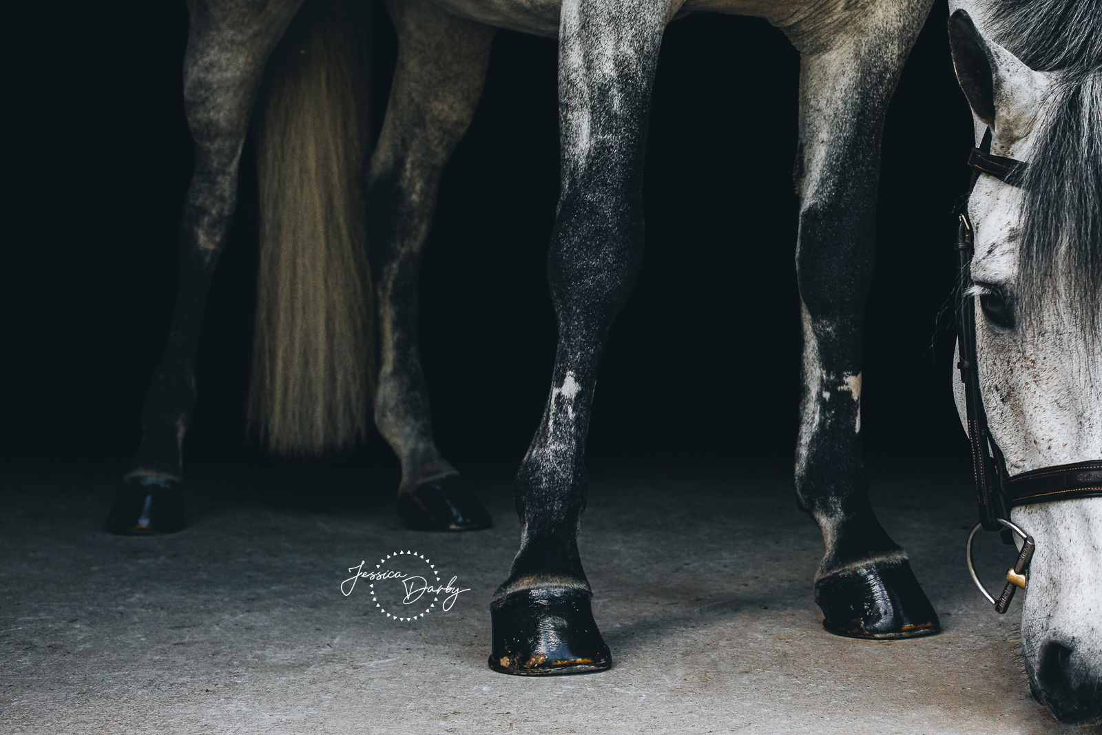 Close‑up of black glossy hoof after Fiebing’s hoof polish application