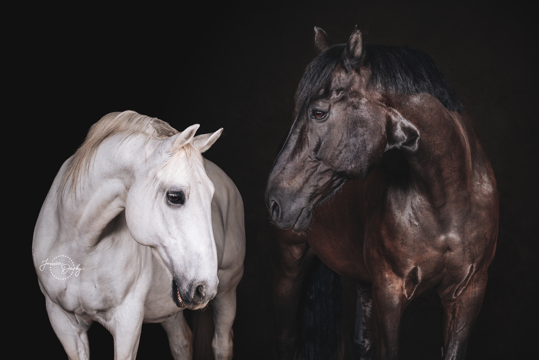 Orion + Bana | Fine Art Barn Day Portraits | Dressage Solutions | Eagle, WI