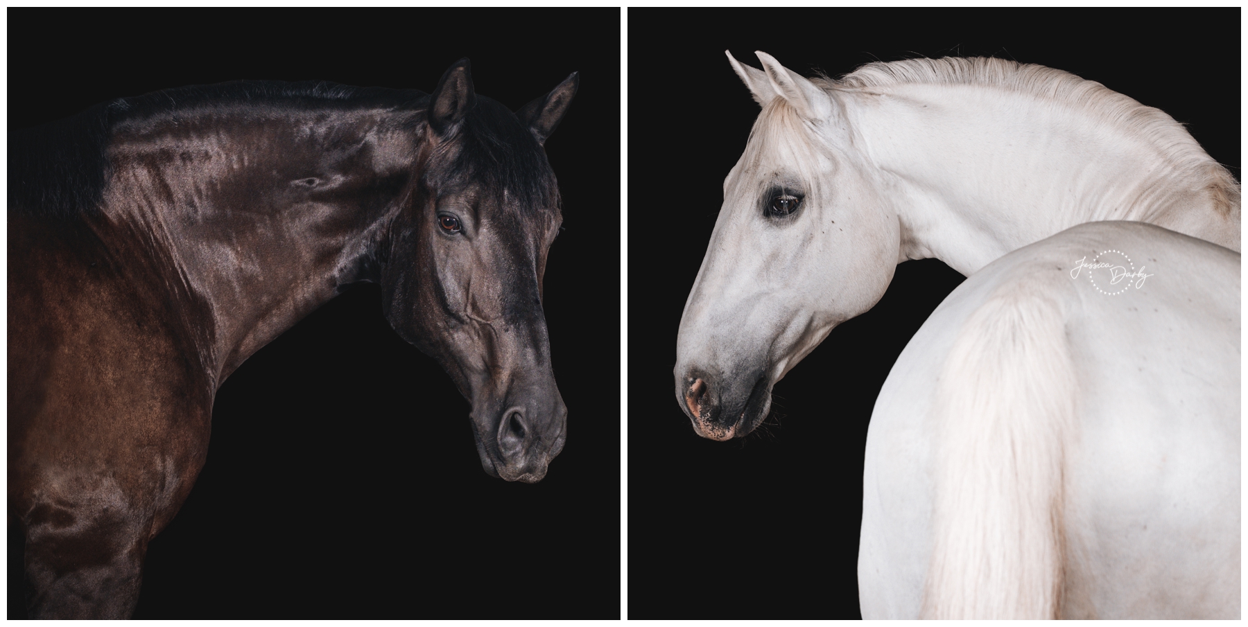 Two black background portraits side by side: Orion the dark Percheron Thoroughbred cross and Bana the white Lipizzan, Conversano VI Garcia
