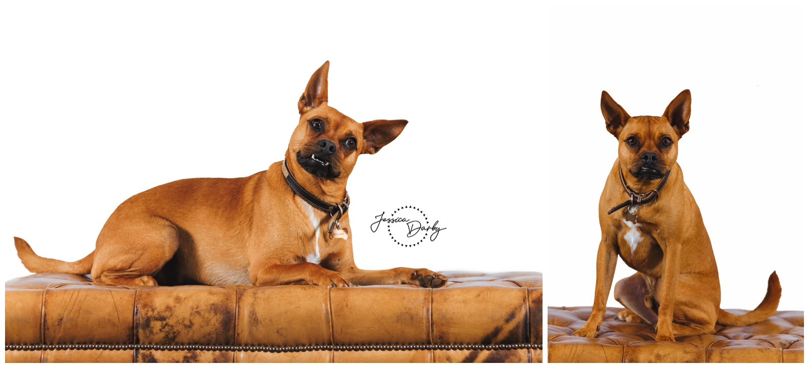 Two white background portraits of Brody the dog lying and sitting on a leather ottoman, showing his big ears and playful expression