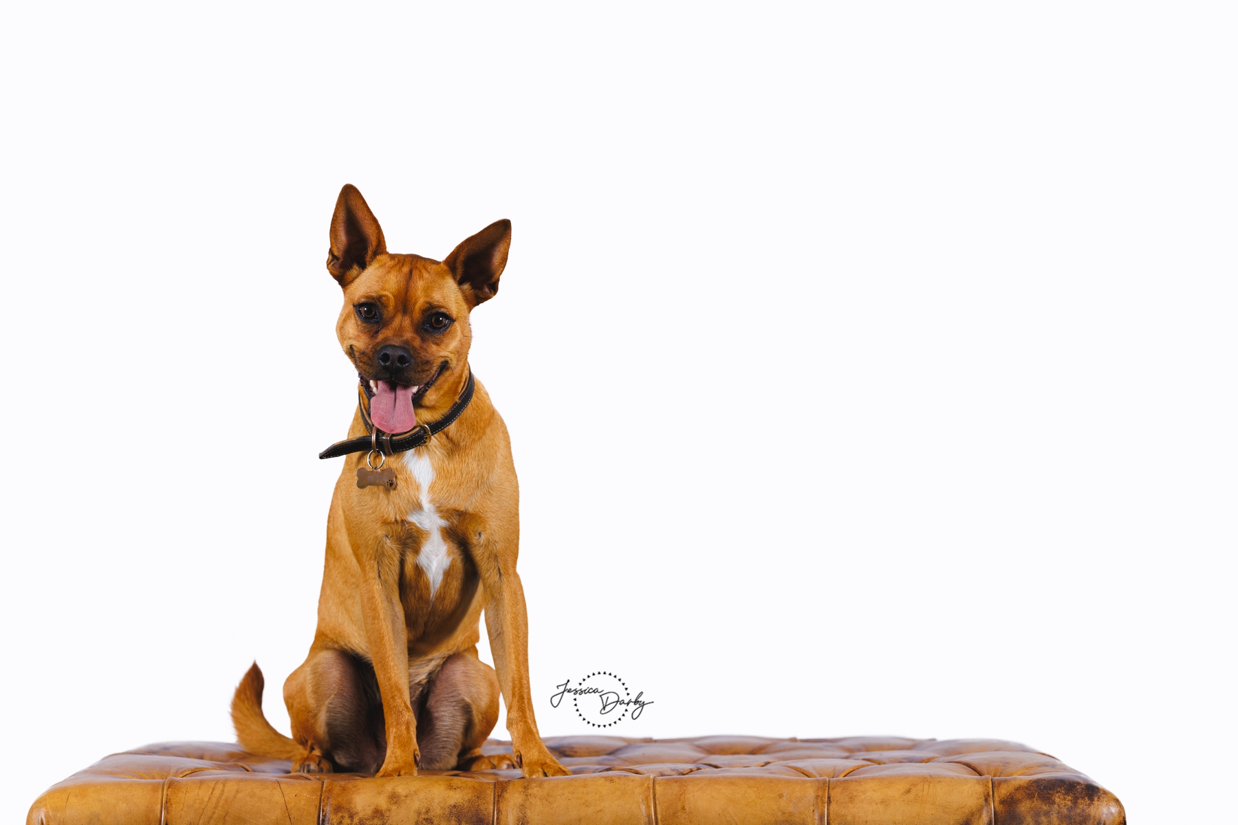 Brody | Dog White Background Portraits | IDCTA Summer Kickoff 2025 | Silverwood Farm | Camp Lake, WI