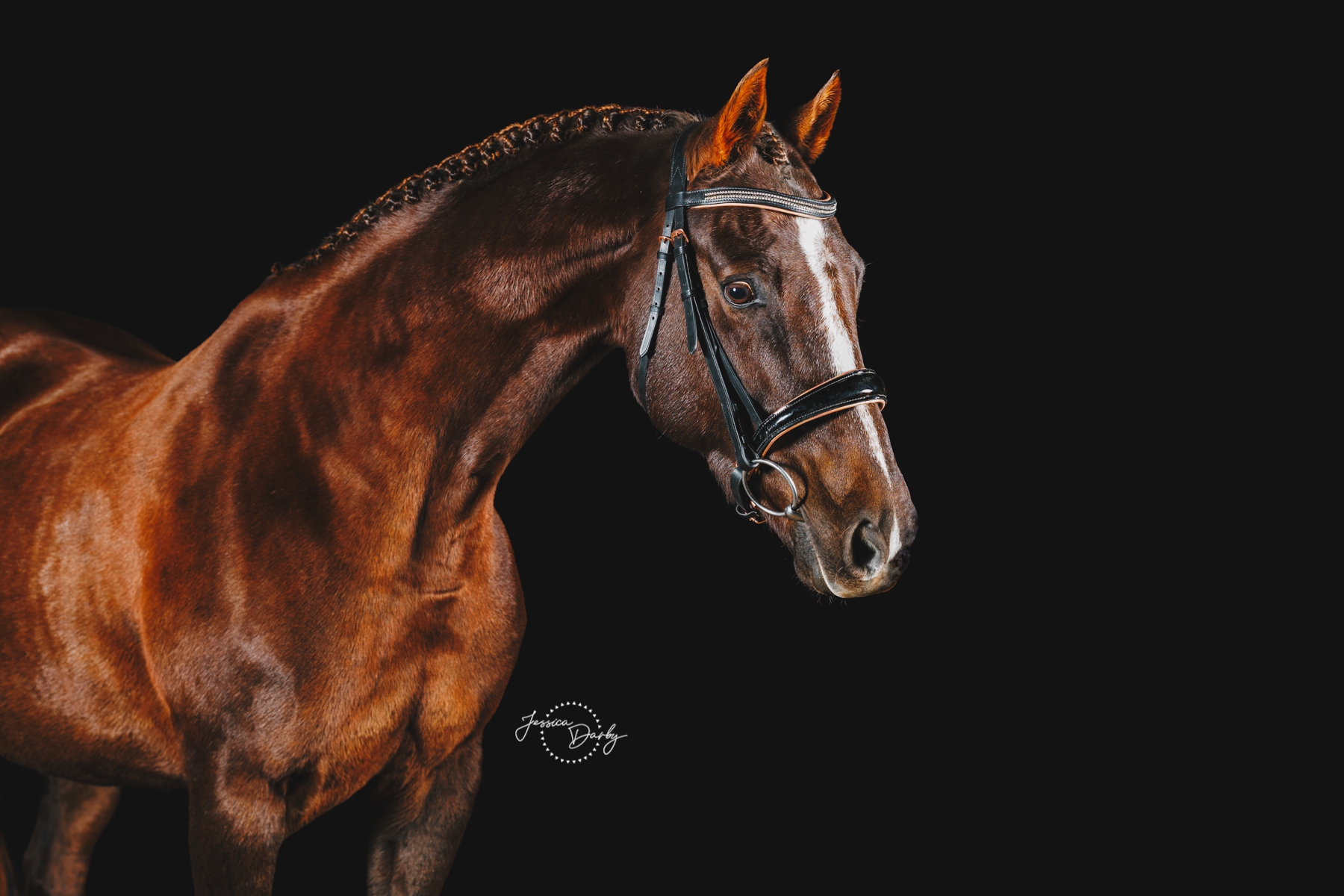 Chocolate | American Saddlebred Fine Art Portraits | Promise Hill Farm | Elgin, IL