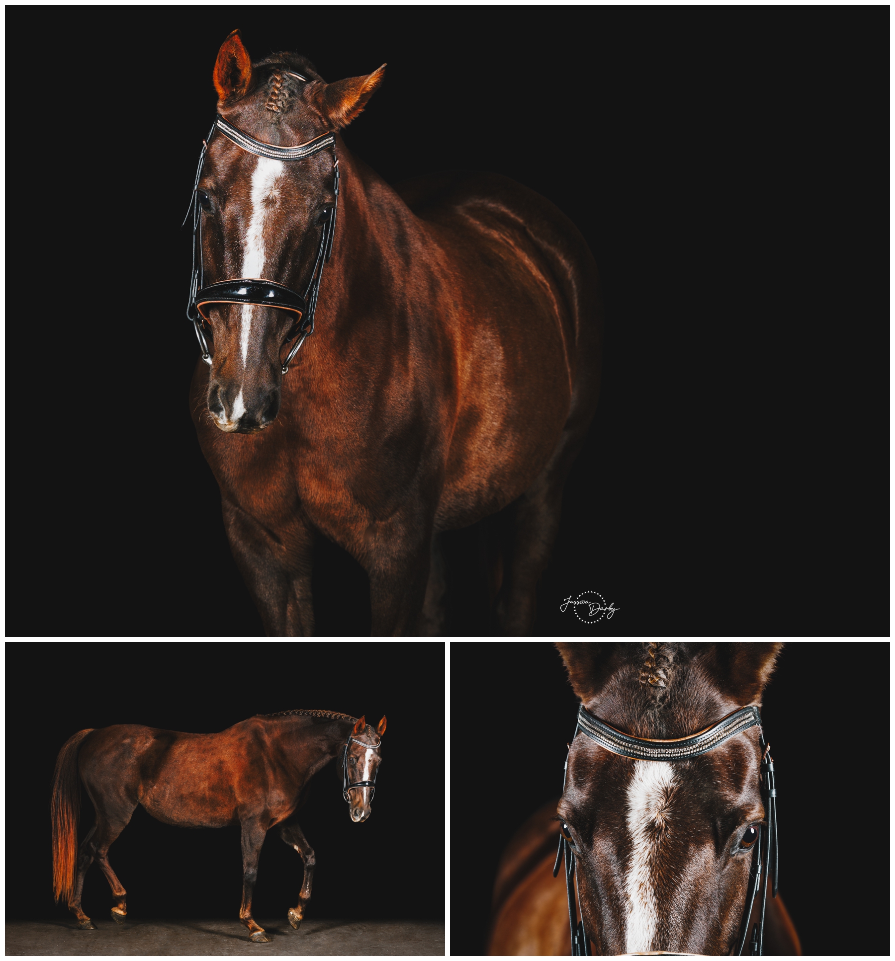 Collage of black background portraits of Chocolate, a liver chestnut Saddlebred mare, including a full-length portrait and close-ups of her head