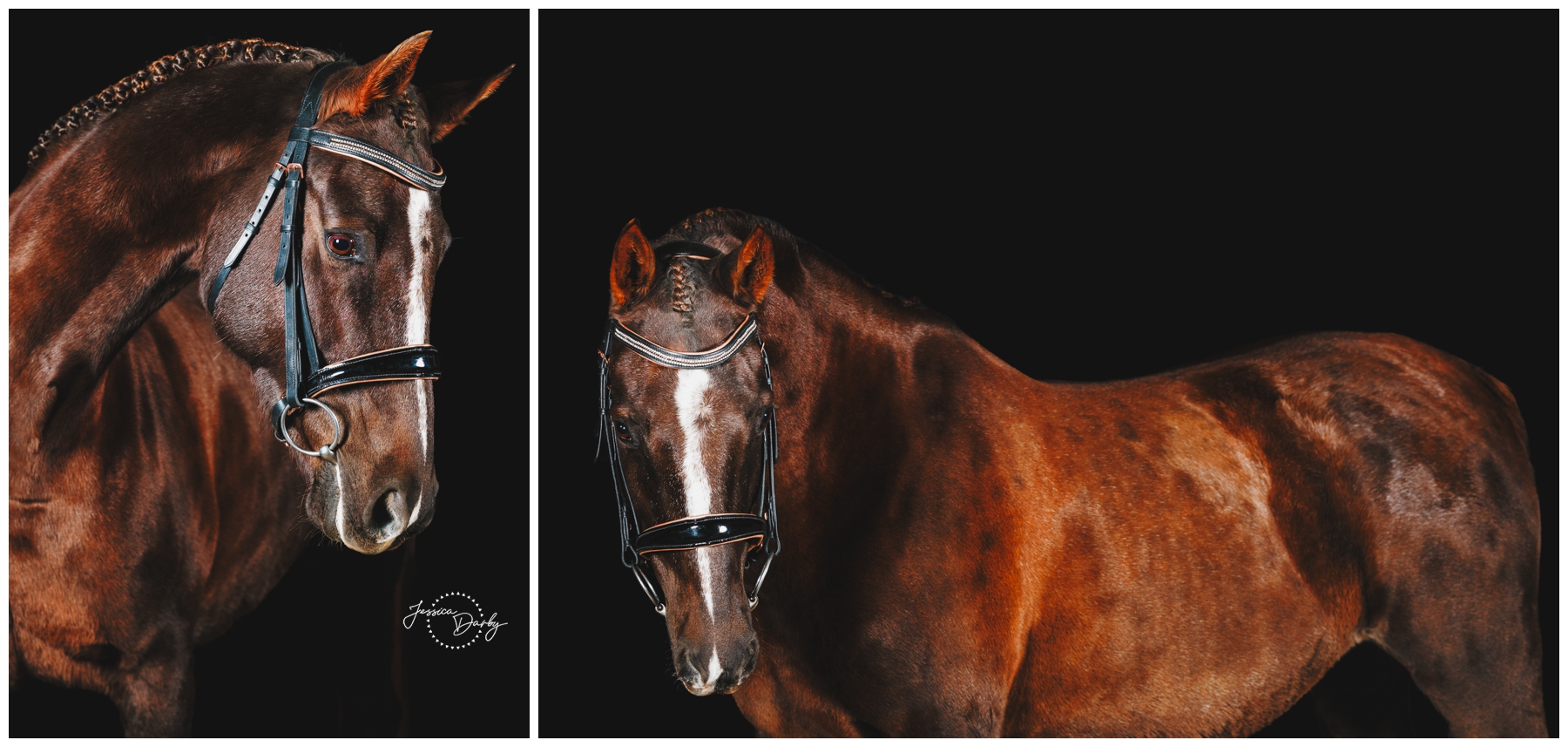 Two black background portraits of Chocolate the Saddlebred, showing her braided neck and glossy liver chestnut coat