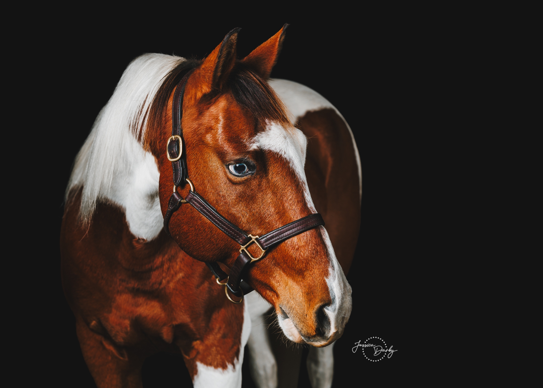 Cosmo | Paint Cross Fine Art Portraits | Promise Hill Farm | Elgin, IL