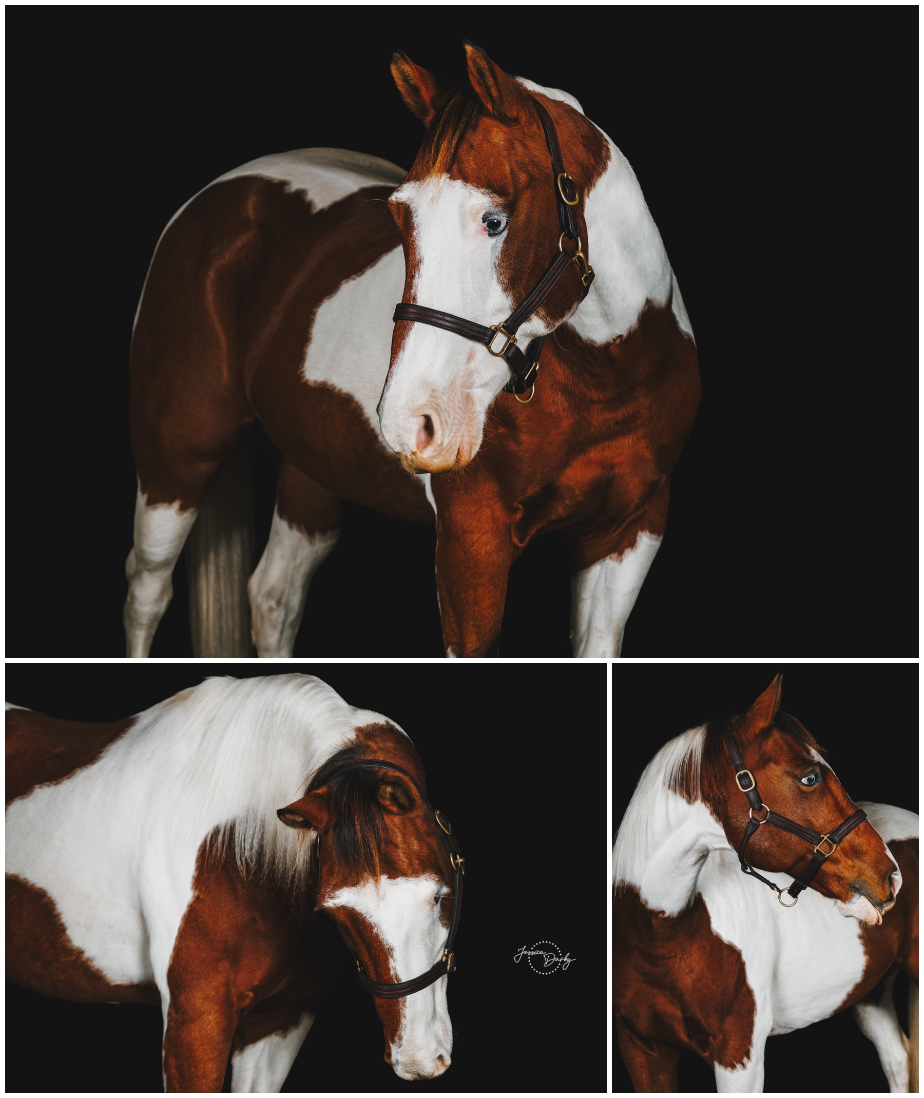 Collage of black background portraits of Cosmo, a 15 year old chestnut and white Paint cross