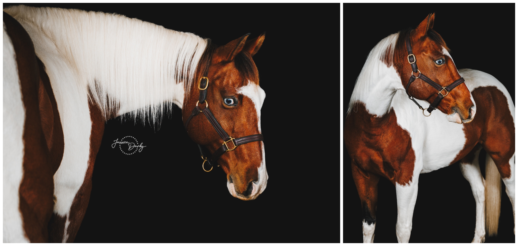Two black background portraits of Cosmo the Paint cross, showing bold chestnut and white markings and a long white mane