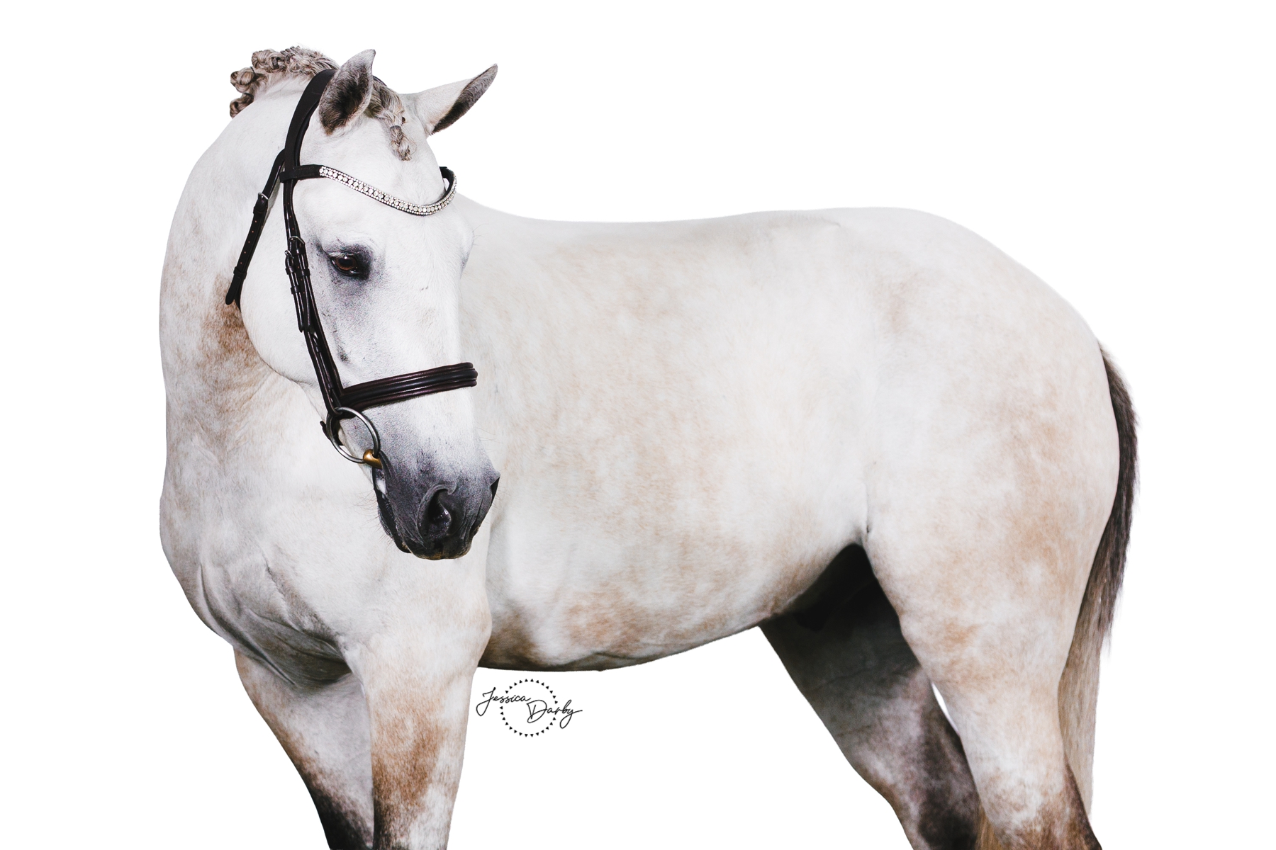 Hillcreek Outfoxed | Fine Art White Background Portraits | IDCTA Summer Kickoff 2024 | Silverwood Farm | Camp Lake, WI