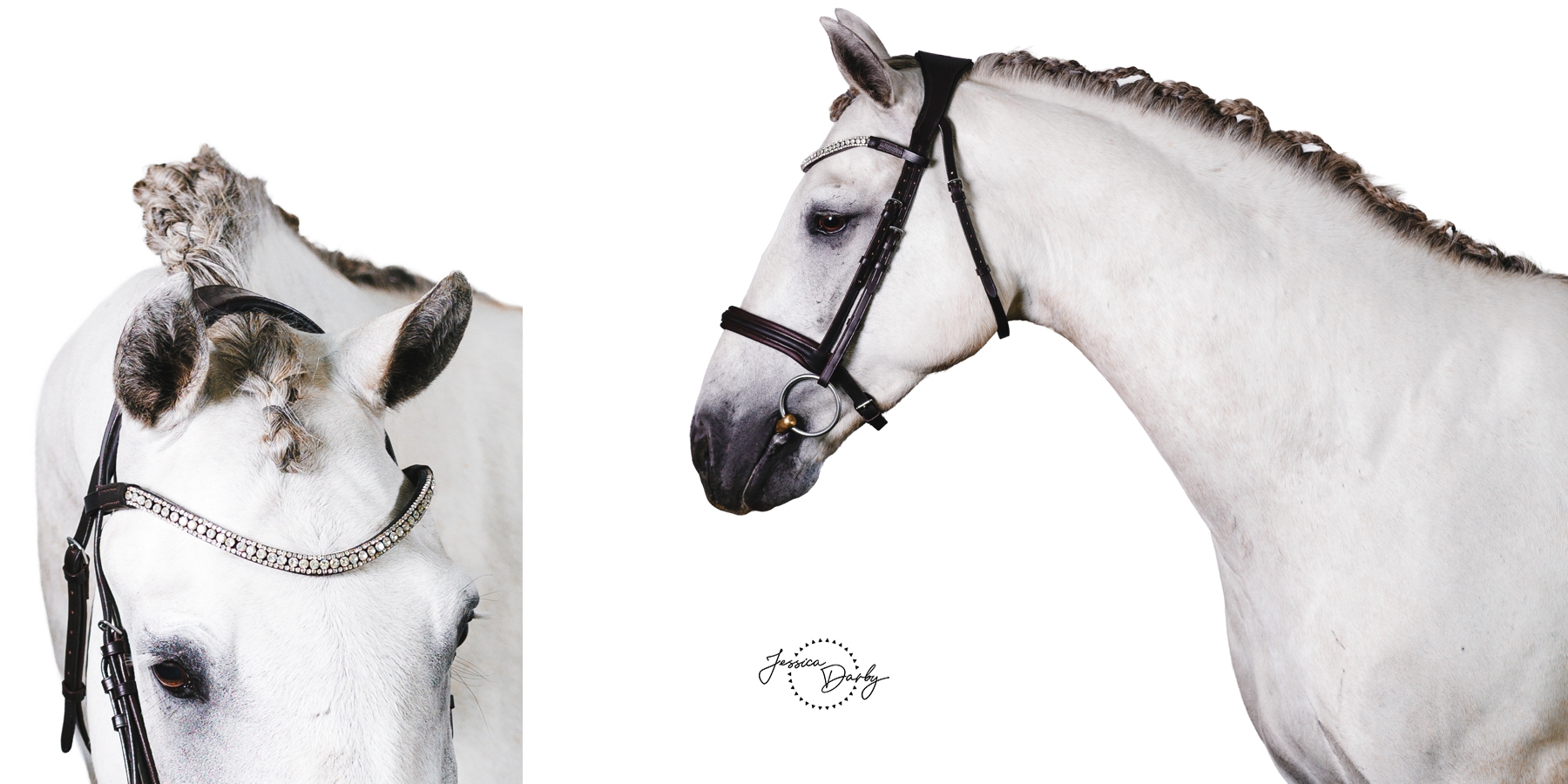 Two white background portraits of Fox the grey horse, a close-up of the braided forelock and browband beside a side profile