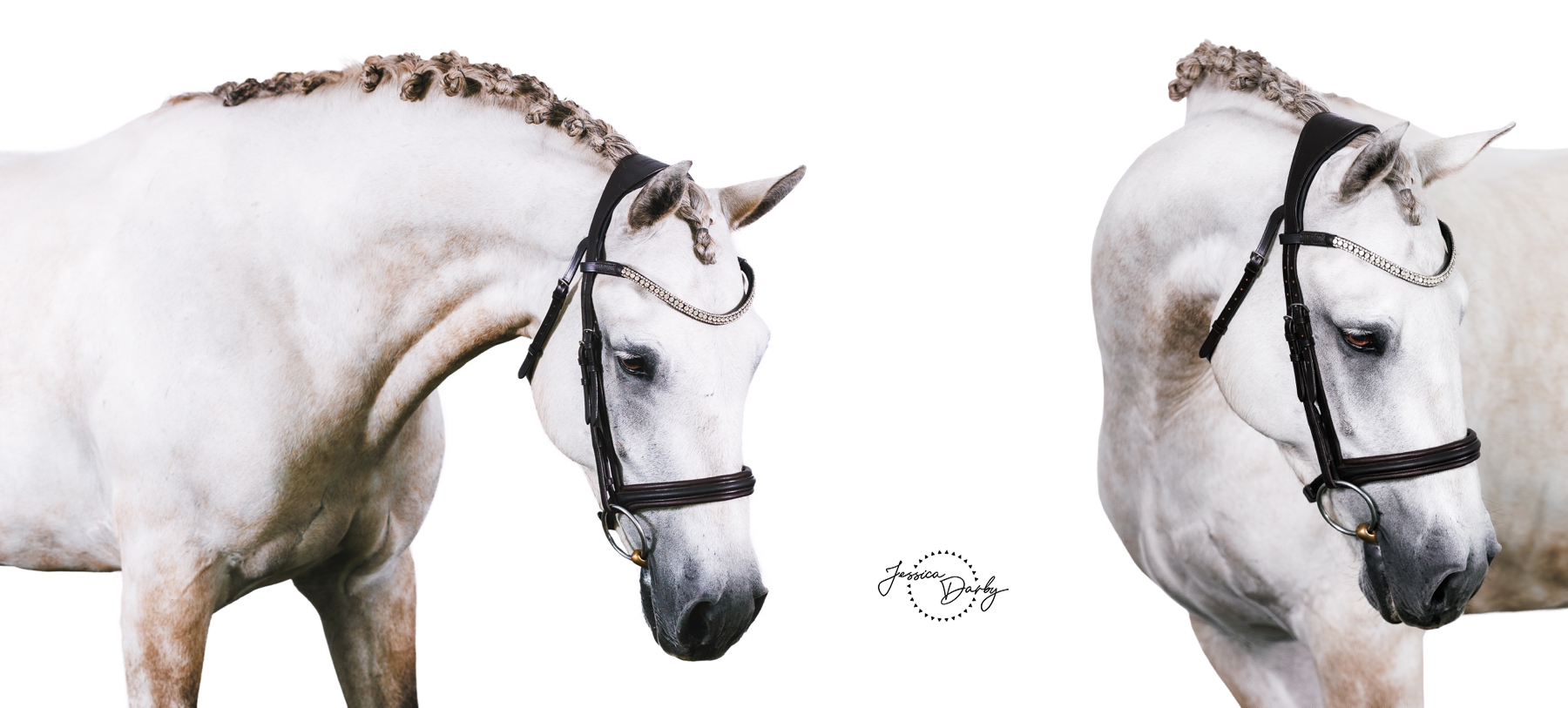 White background portraits of Hillcreek Outfoxed showing a braided, arched neck and a close-up of the head and dressage bridle