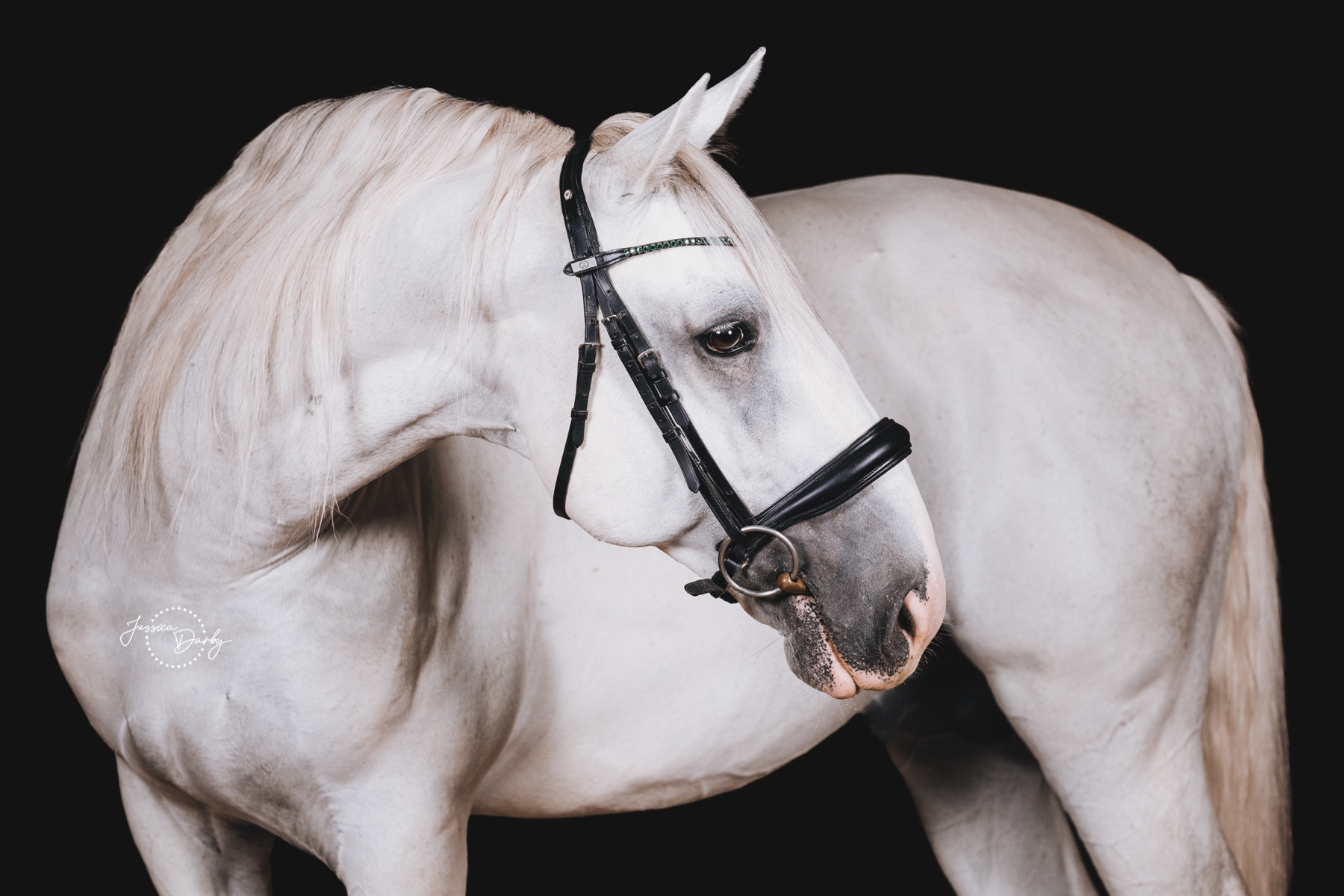 Maestoso Gradita | Lipizzan Stallion Fine Art Barn Day Portraits | Dressage Solutions | Eagle, WI
