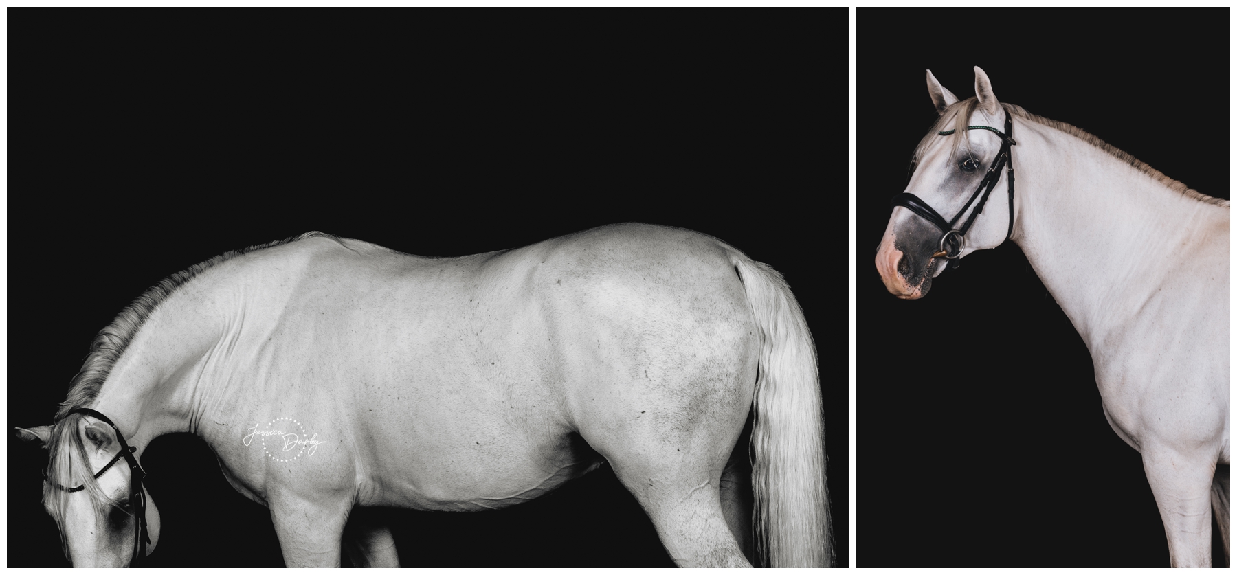 Collage of black background portraits of Maestoso Gradita, a seven year old Lipizzan stallion, grazing pose and side profile