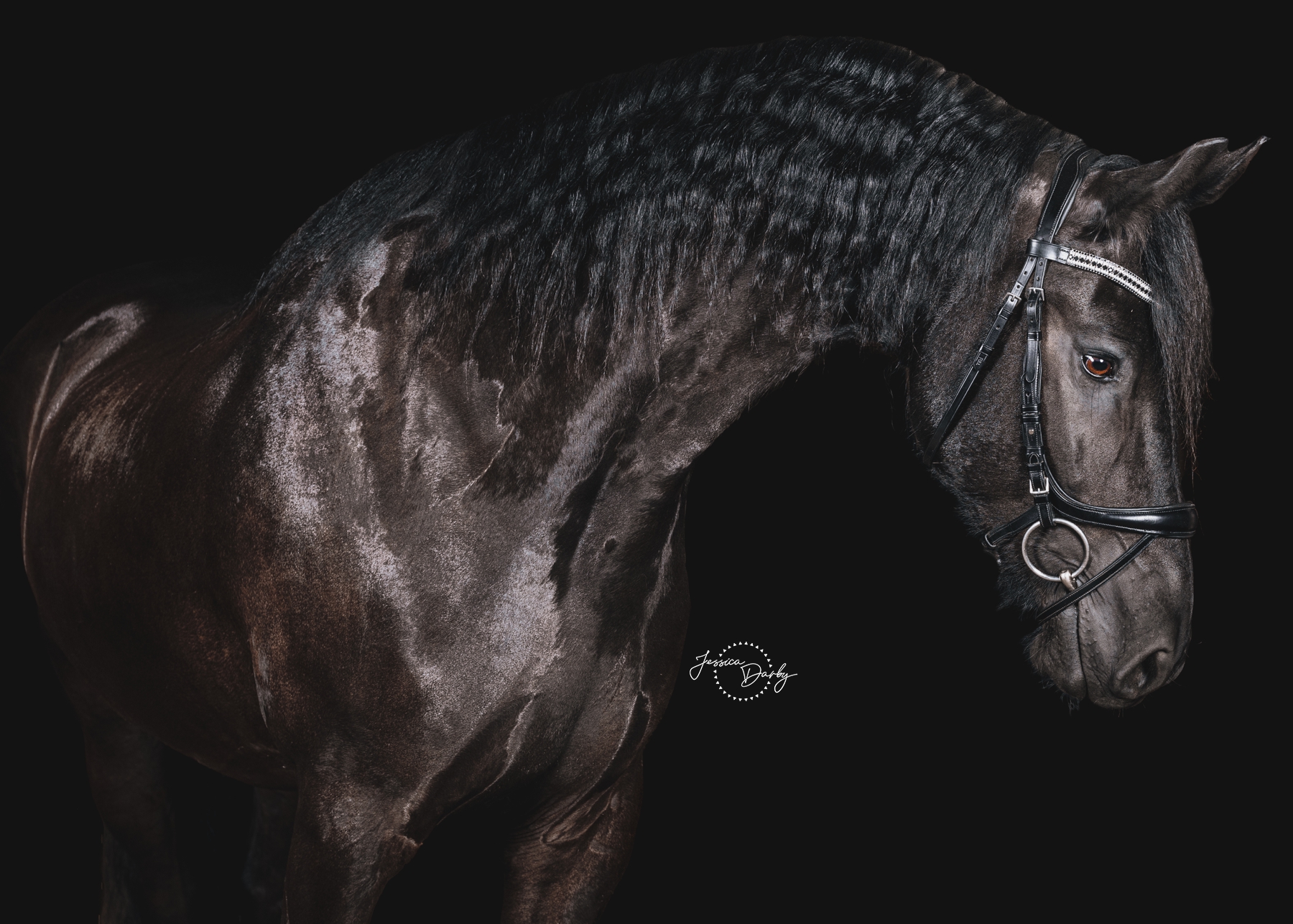 Indy | Friesian Fine Art Barn Day Portraits | Dressage Solutions | Eagle, WI