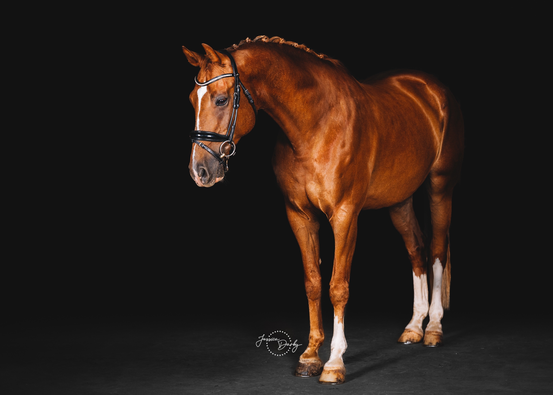 Jed | Dutch Warmblood Fine Art Barn Day Portraits | Dressage Solutions | Eagle, WI
