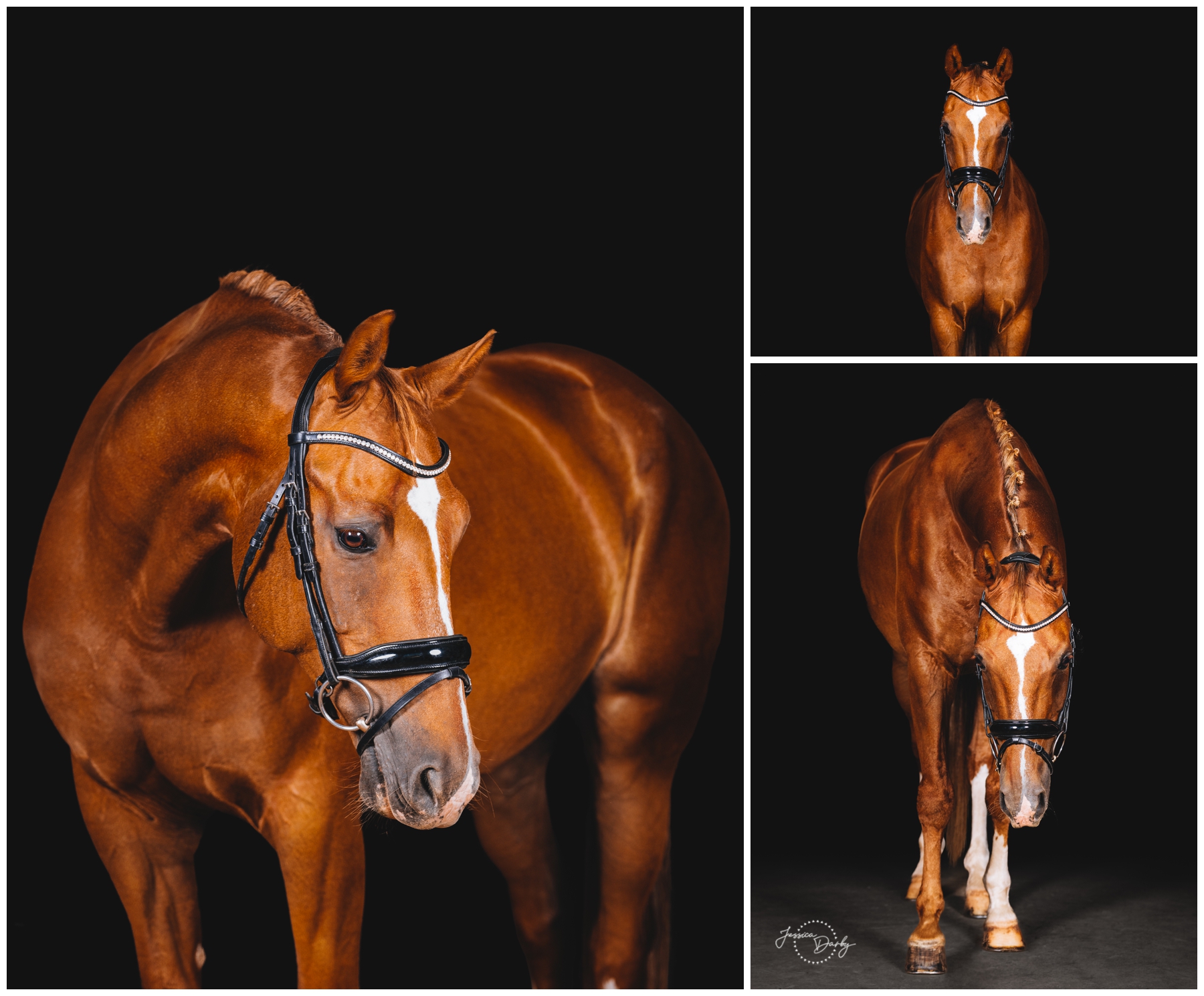 Collage of fine art portraits of Jed, a chestnut KWPN dressage horse, photographed on a black background at Dressage Solutions in Eagle, Wisconsin