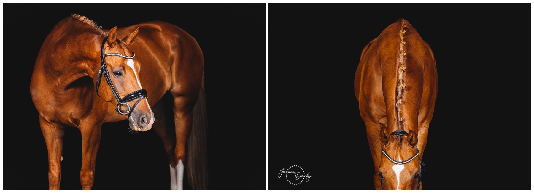 Two black background portraits of Jedediah, a chestnut Dutch Warmblood with a white blaze and braided mane, in a dressage bridle with a crystal browband