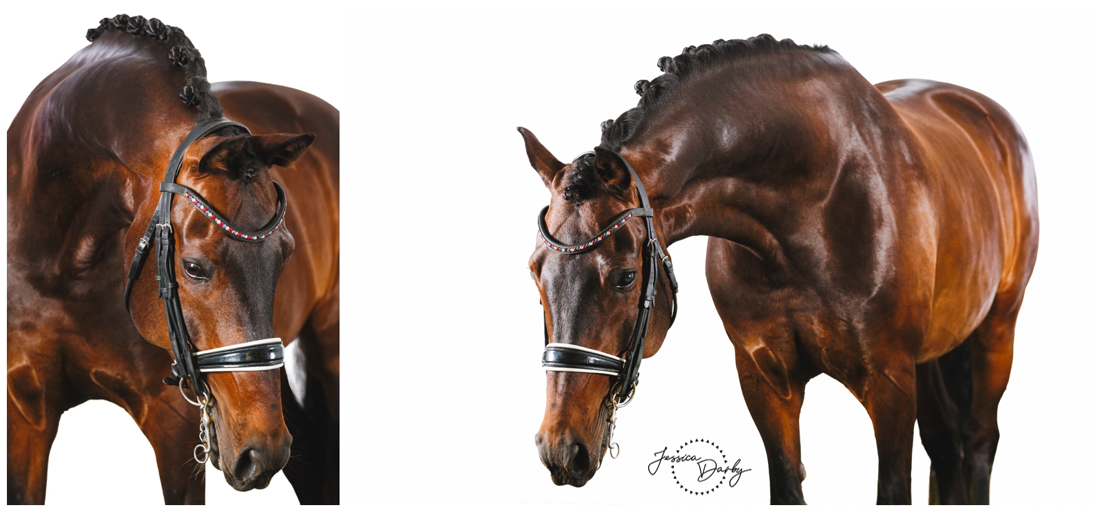 Two white background portraits of Jodocus, a 2014 bay KWPN gelding by Ampere, in a dressage bridle with a crystal browband
