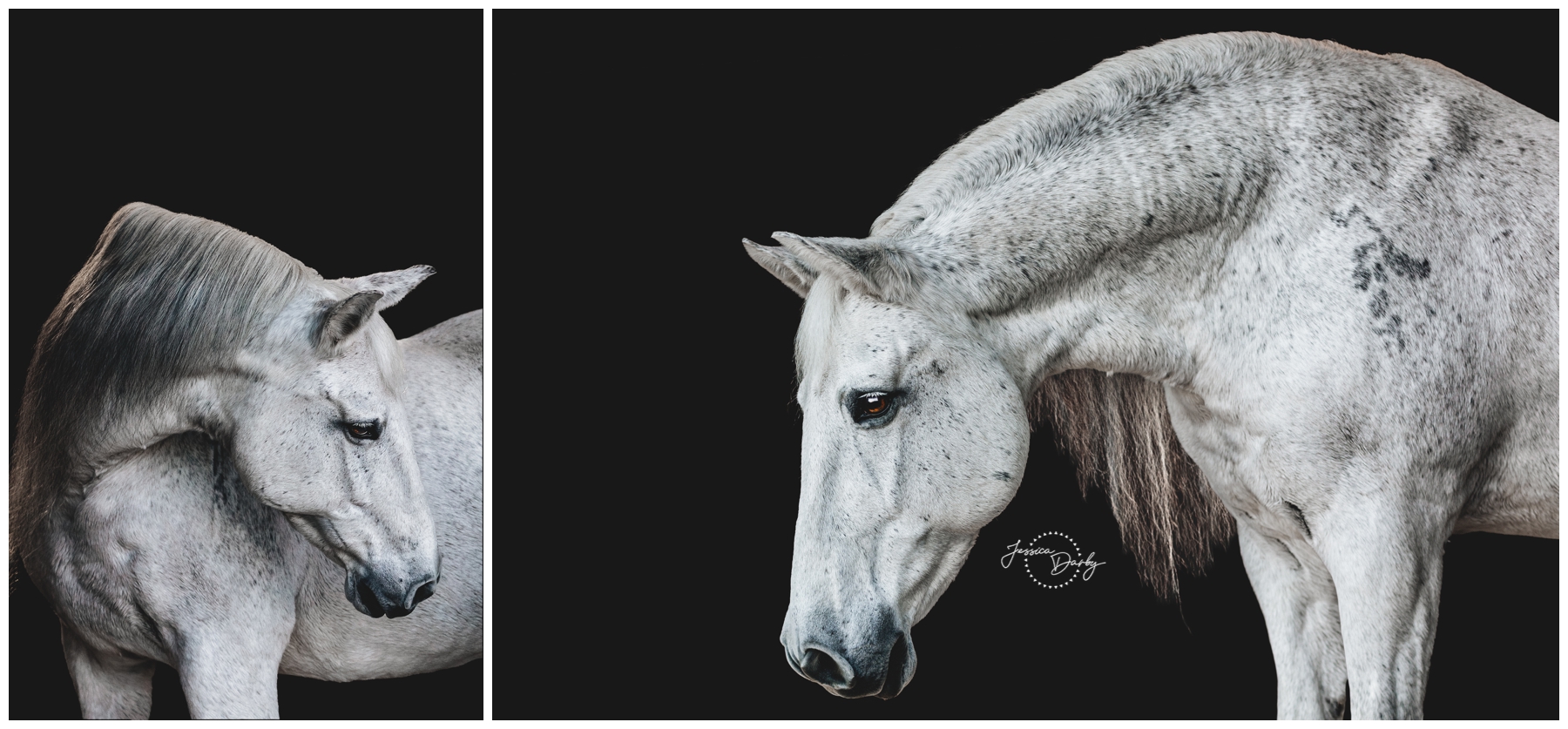 Two black background fine art portraits of Melosa, a dappled grey Andalusian PRE mare, showing her arched neck, long mane, and soft dark eye