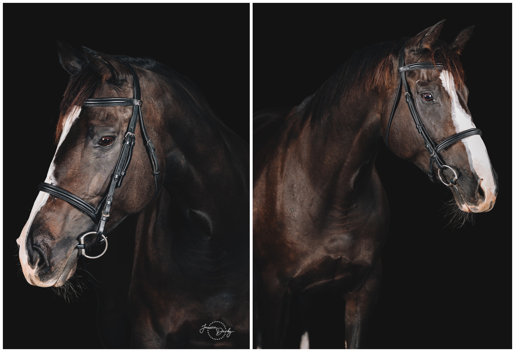 Black background fine art portrait of Poppy, a dark bay Thoroughbred mare with a big white blaze, at Norwegian Hill Farm in Oconomowoc, Wisconsin