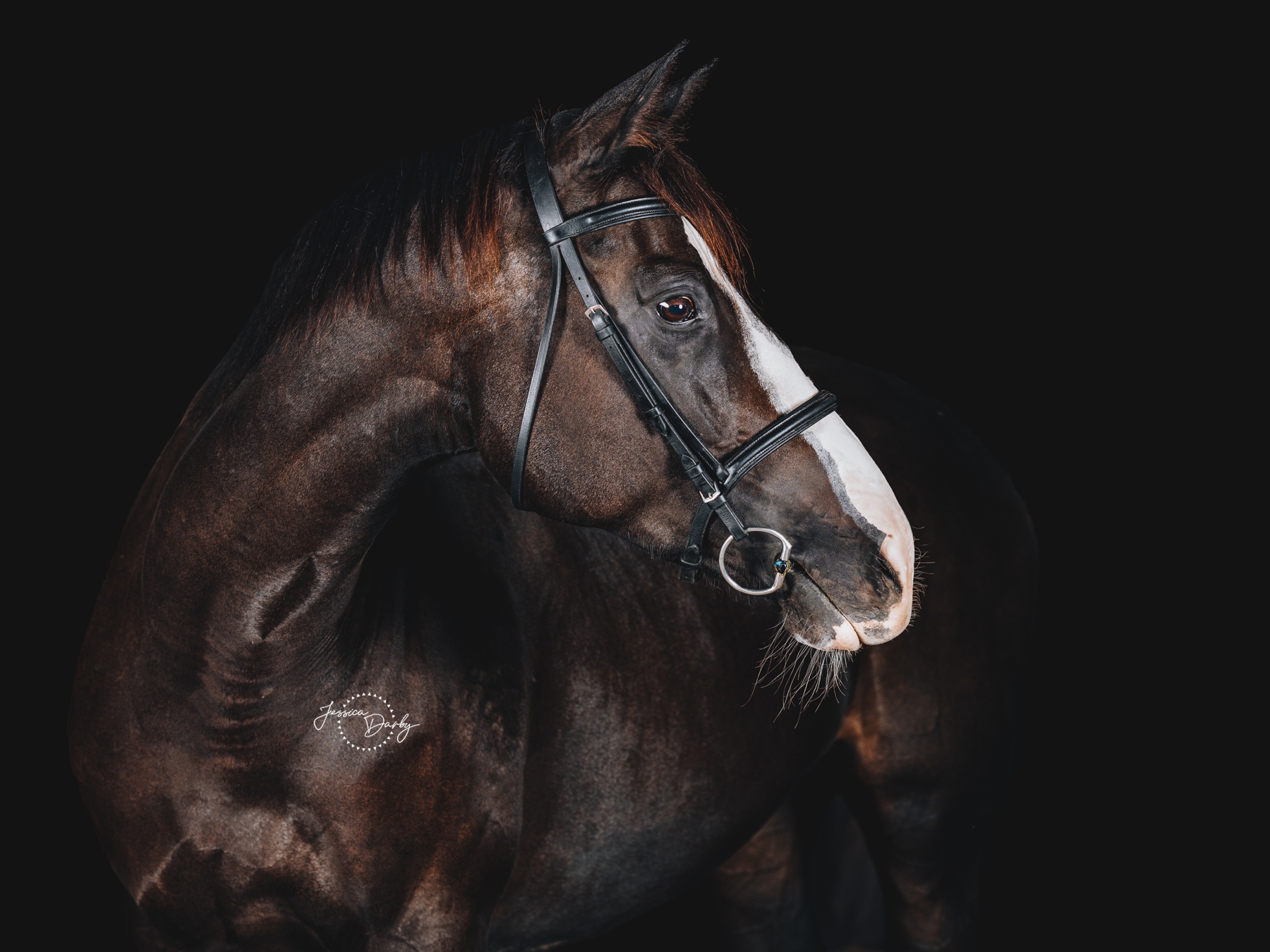 Poppy | Thoroughbred Fine Art Portraits | Norwegian Hill Farm | Oconomowoc, WI