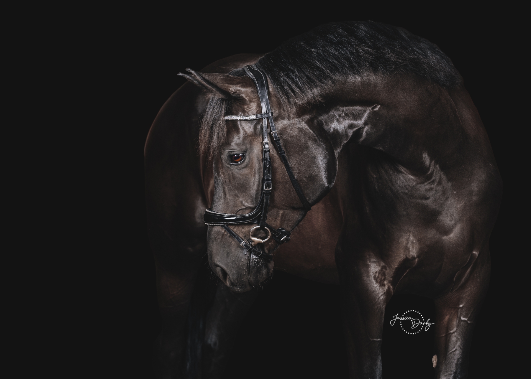 Felicia | Hanoverian Fine Art Barn Day Portraits | Dressage Solutions | Eagle, WI