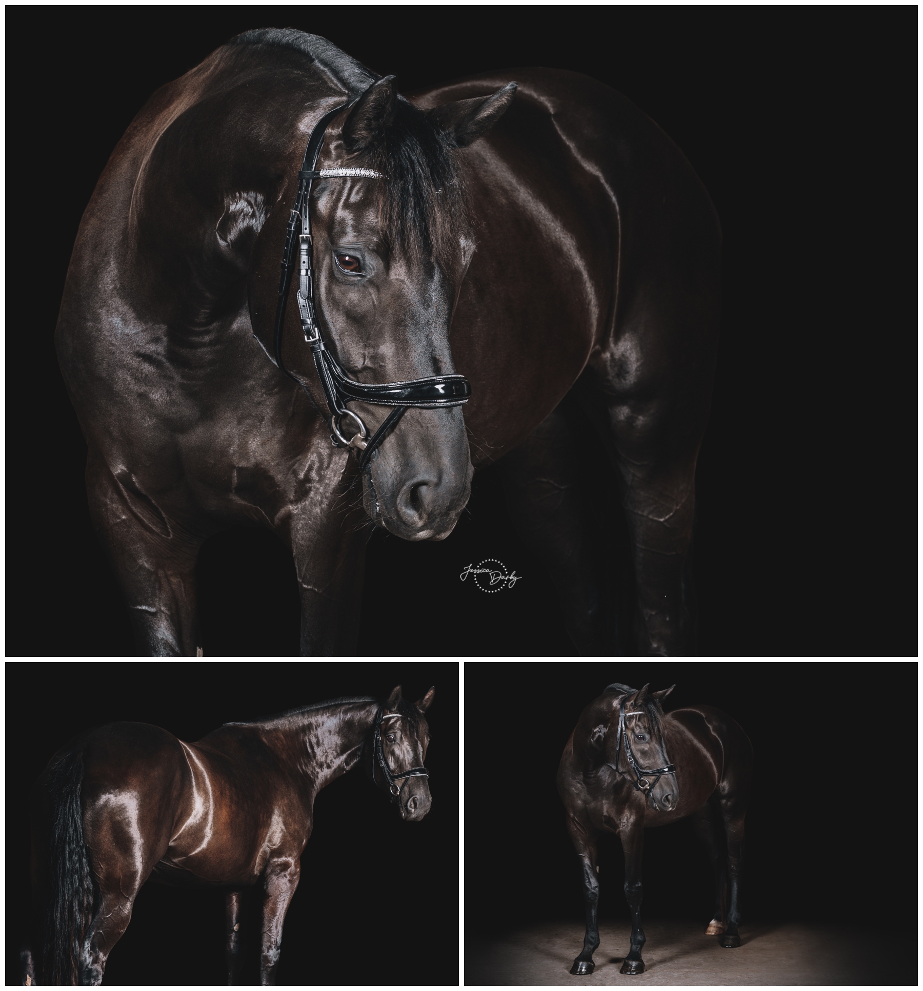 Collage of black background portraits of Queenie the Hanoverian, including close-ups of her head and crystal browband and full-length portraits