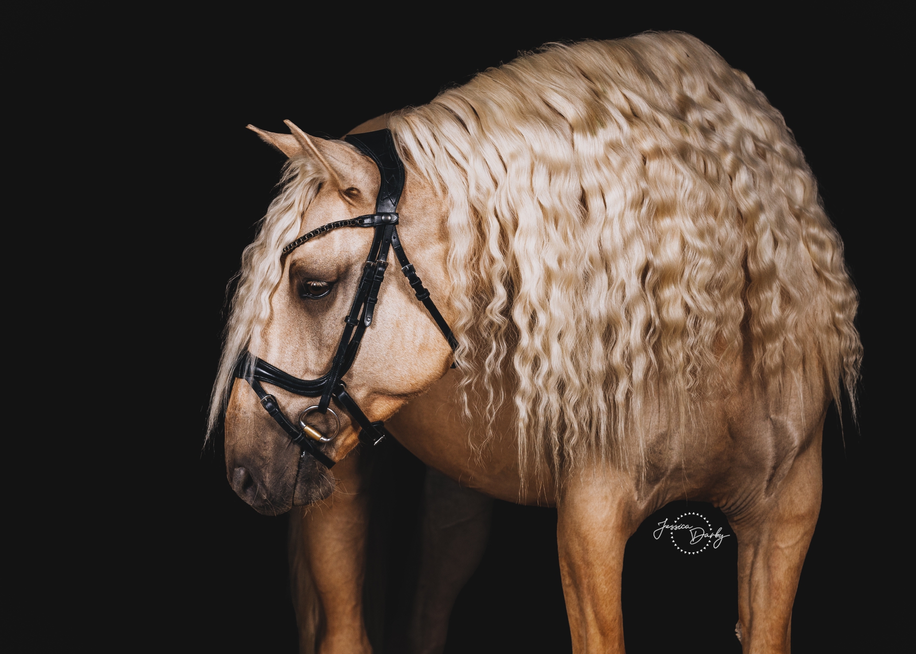 Rafacito | Young Lusitano Fine Art Barn Day Portraits | Dressage Solutions | Eagle, WI